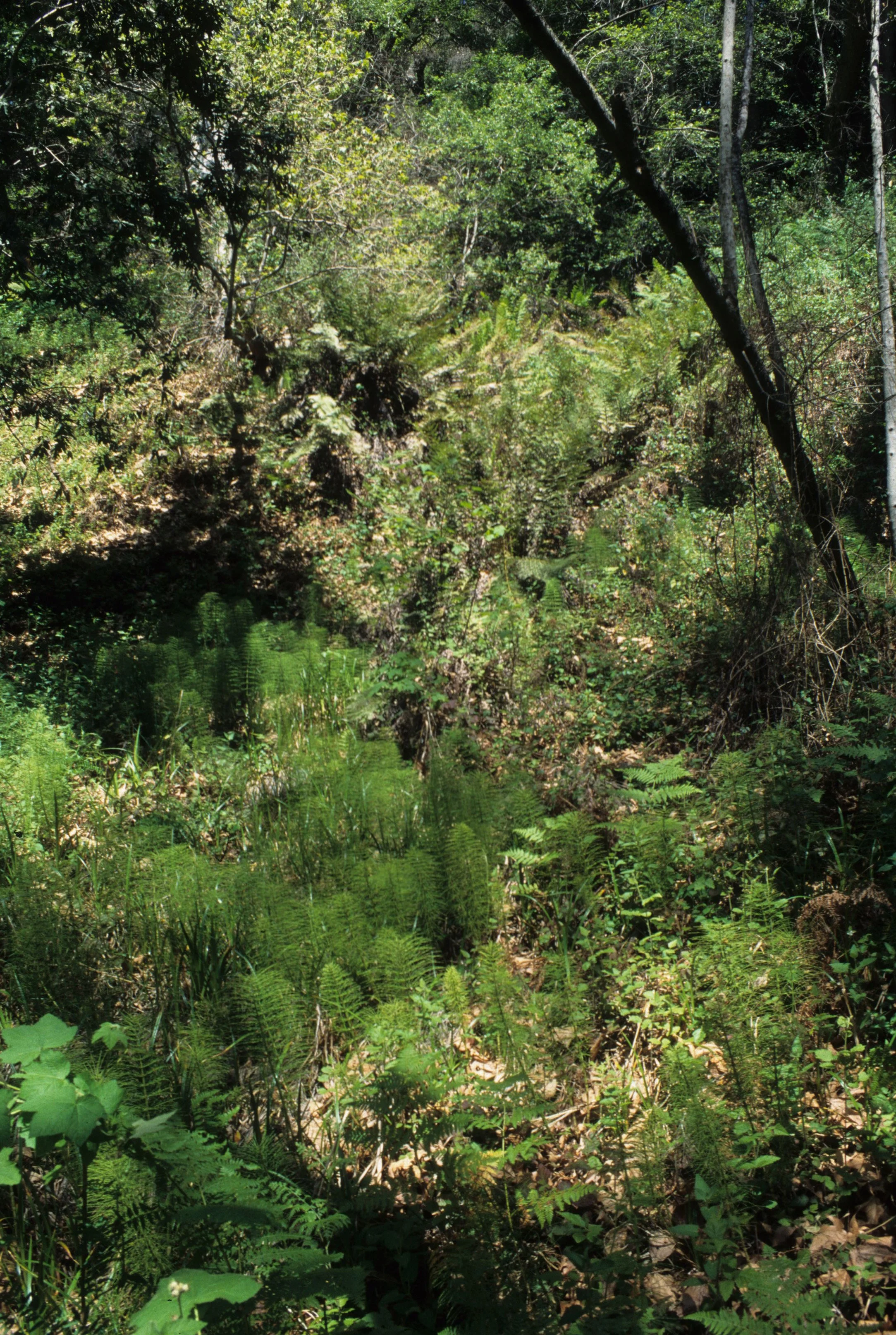 CALIFORNIA - BIG SUR - EQUISITUM SPECIES - HORSETAIL.jpg