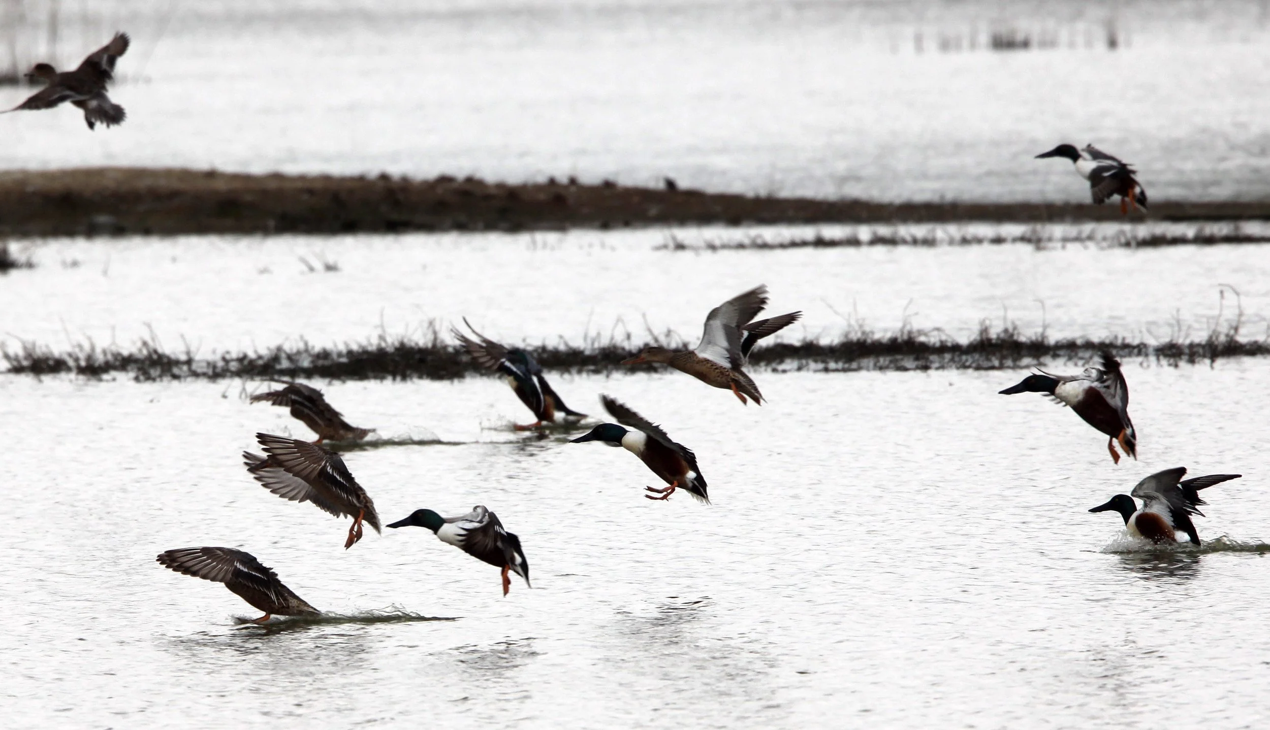 SHOVELER - NORTHERN SHOVELER - Spatula clypeata - MAI PO WETLANDS HONG KONG (10).JPG