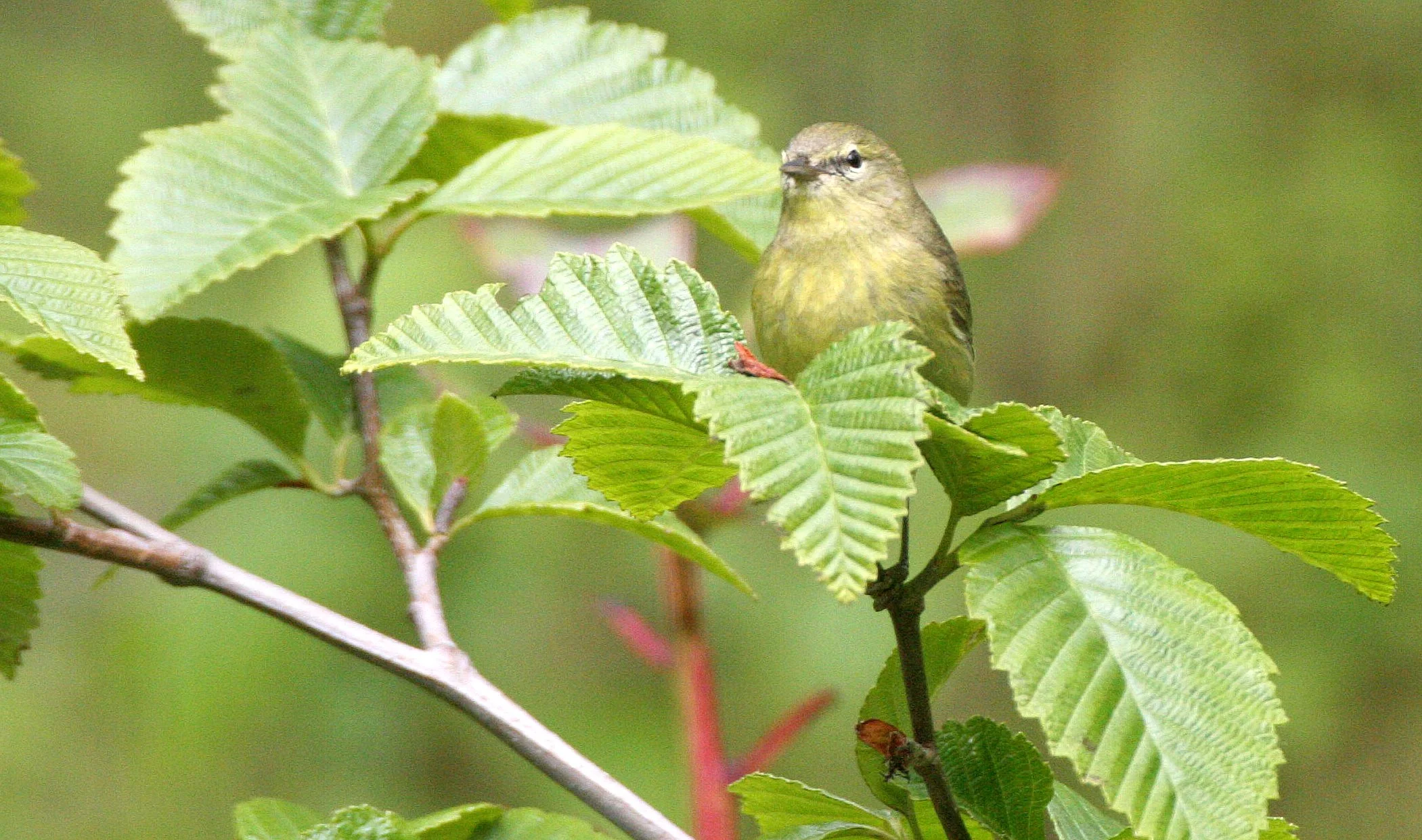 BIRD - WARBLER - ORANGE-CROWNED WARBLER - LAKE FARM WOODS (7).JPG