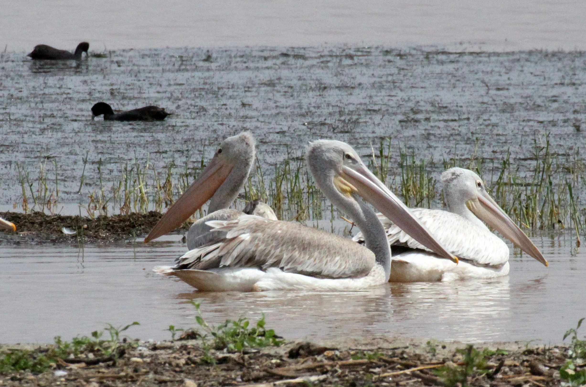Pelecanus rufescens - PINK-BACKED PELICAN - LANGANO LAKE ETHIOPIA (6).JPG