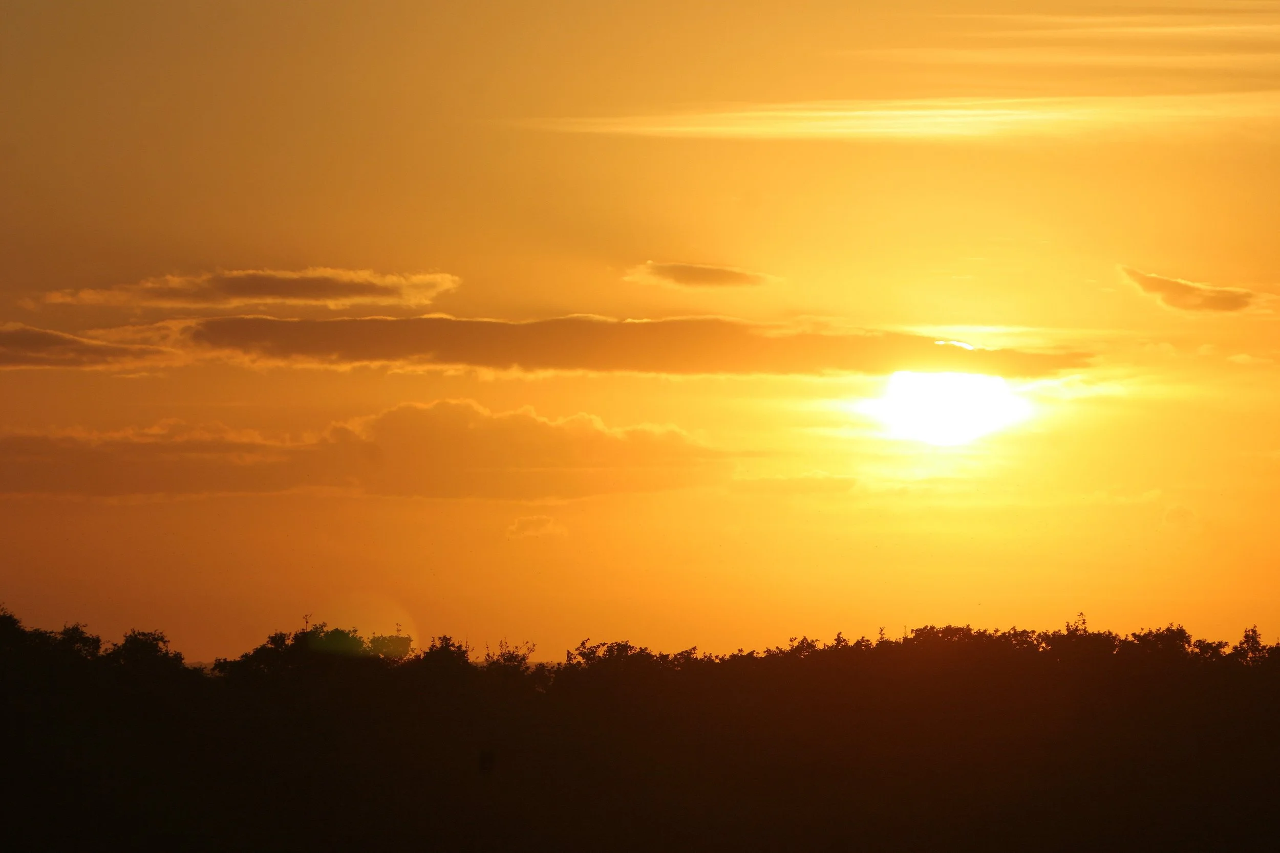 ARANZAS NWR - TEXAS (7).jpg