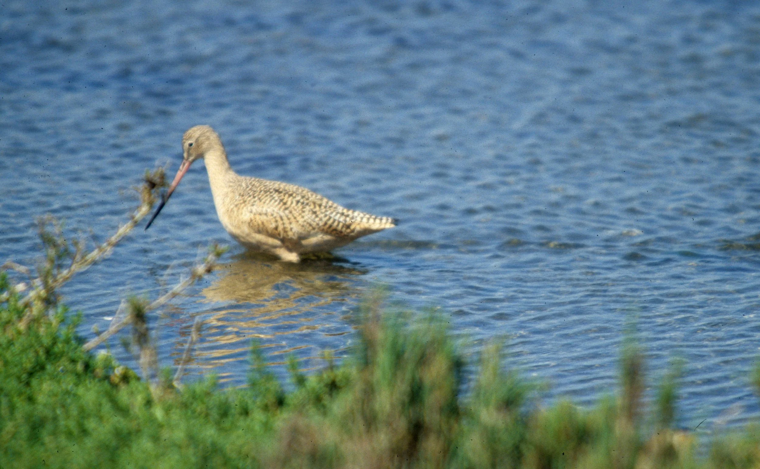 BIRD - GODWIT - MARBLED IN SAN DIEGO.jpg