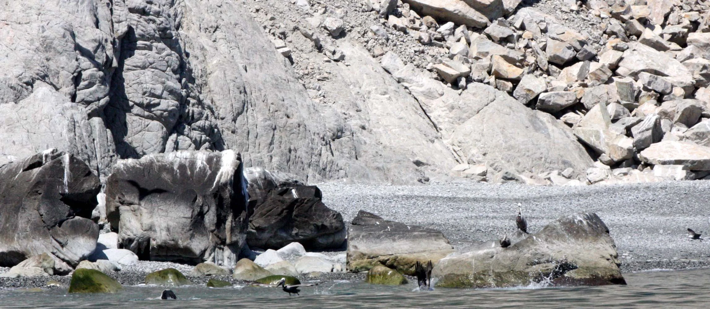Pelecanus occidentalis - BROWN PELICAN - FISHING AT ISLA SANTA CATALINA BAJA MEXICO (1).JPG