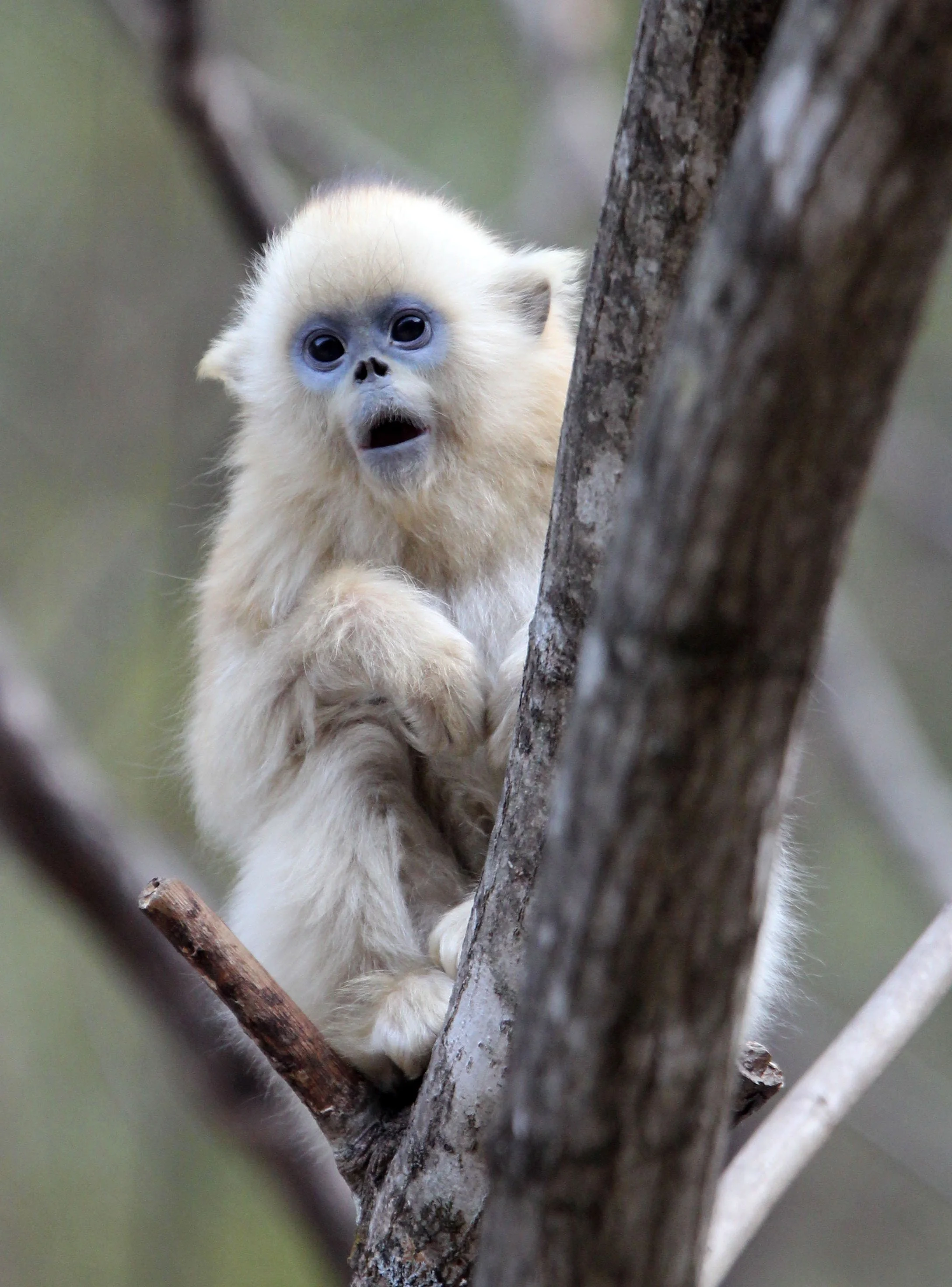 CERCOPITHECIDAE - Rhinopithecus roxellana qinlingensis - QINLING GOLDEN SNUB-NOSED MONKEY - FOPING NATURE RESERVE, SHAANXI CHINA (121).JPG
