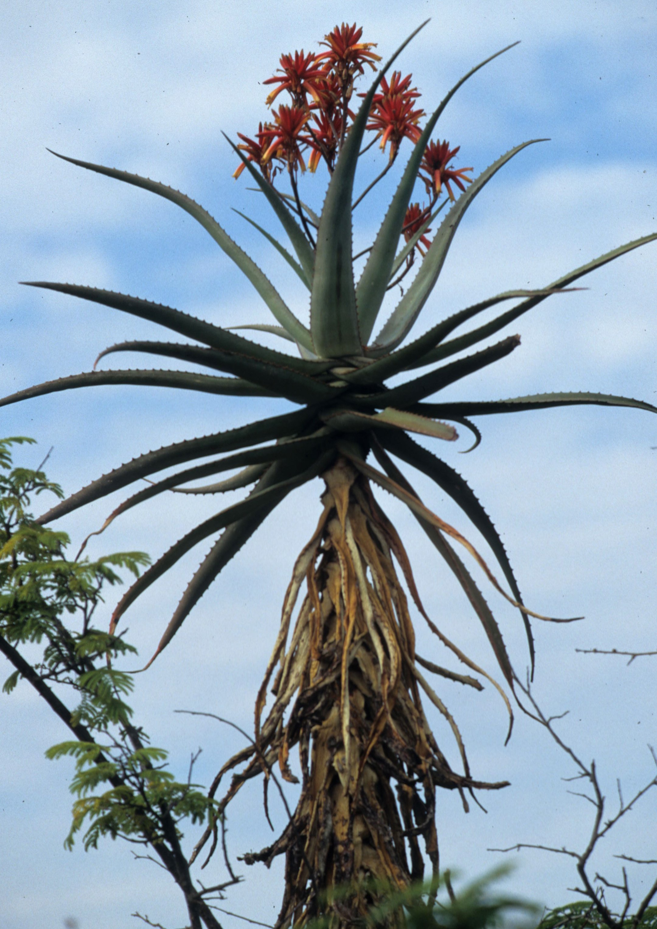 RSA - SUCCULENT WITH RED FLOWERS.jpg
