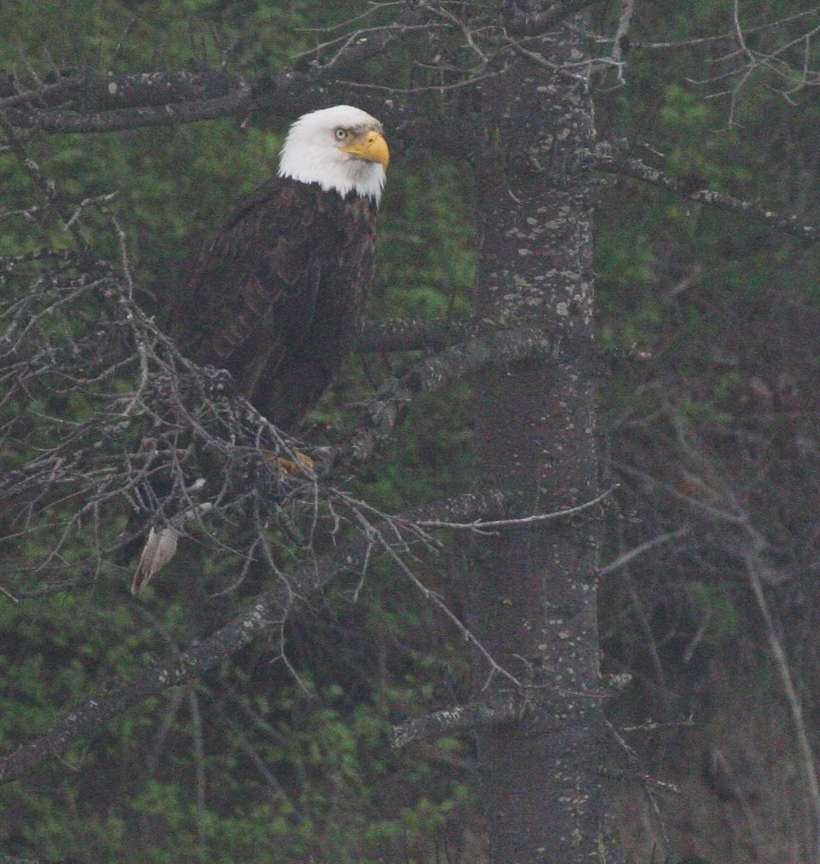 Haliaeetus leucocephalus - AMERICAN BALD EAGLE - LAKE FARM BLUFFS WASHINGTON (231).JPG