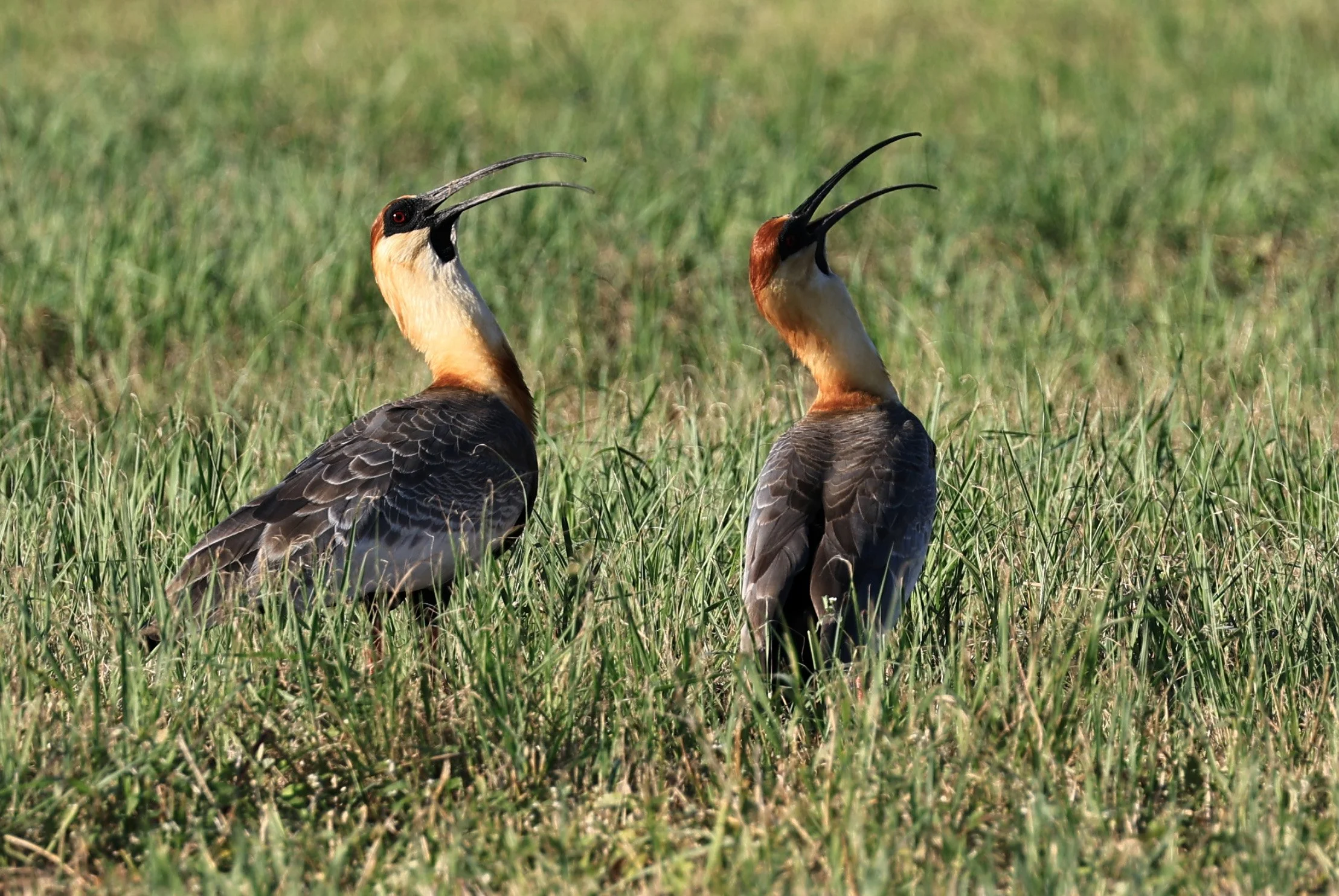 Buff-necked Ibis (Theristicus caudatus) Estancia Campo'i Paraguay (52).jpg