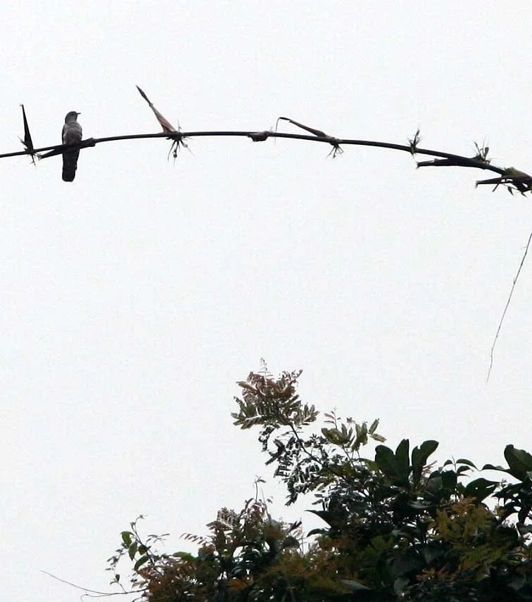 Indian Cuckoo (Cuculus micropterus) Back Ma NP Viet Nam (2).JPG