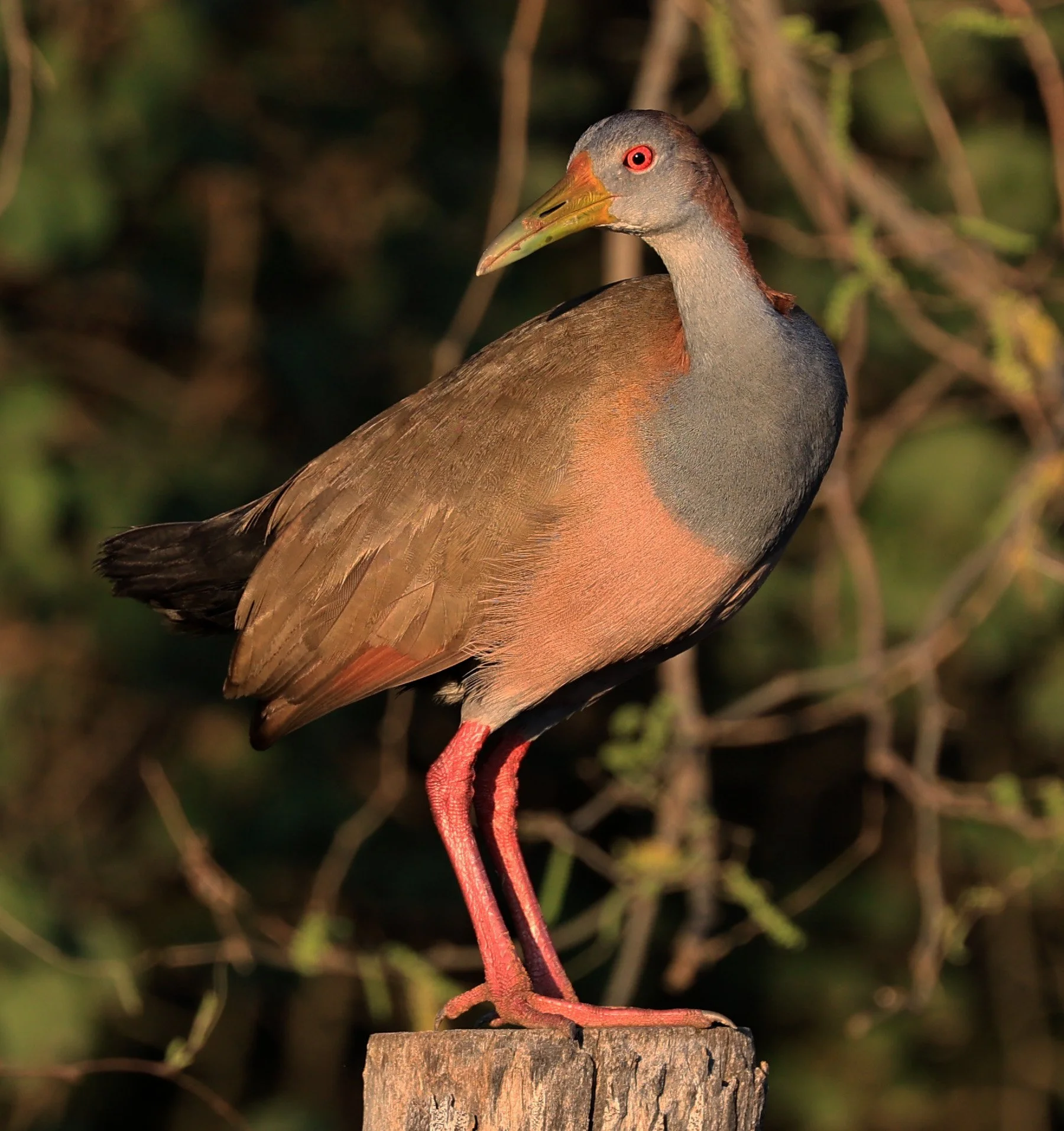 Gray-cowled wood-rail (Aramides cajaneus) Aurora Chaquena Reserve, Neuland Mennonite Colony Paraguay (9).jpg