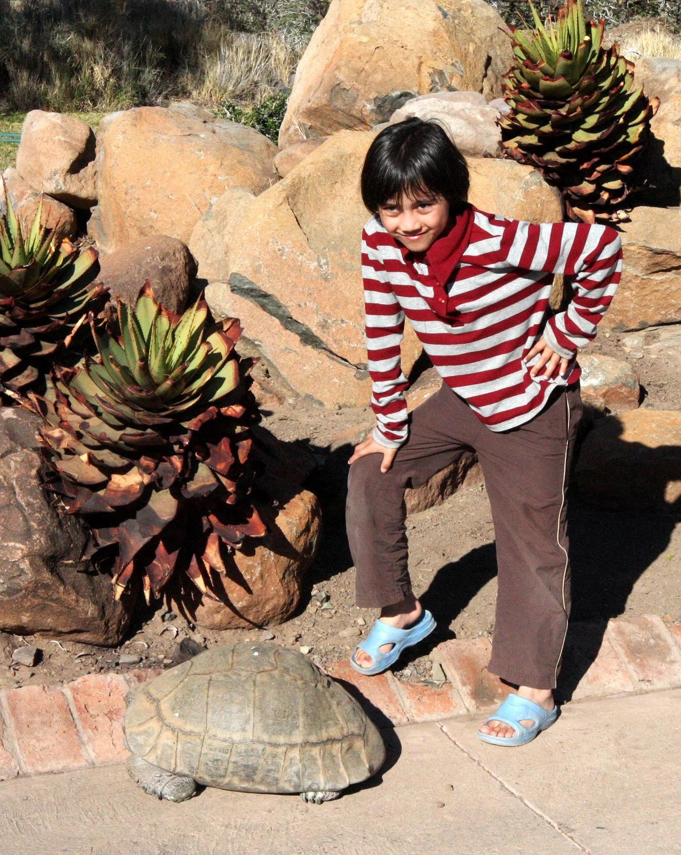 South African Leopard Tortoise (Stigmochelys pardalis pardalis) South Africa