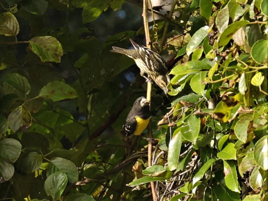 Spot-winged Grosbeak (Mycerobas melanozanthos) Fang Hotsprings Chiang Mai Thailand (14).jpg