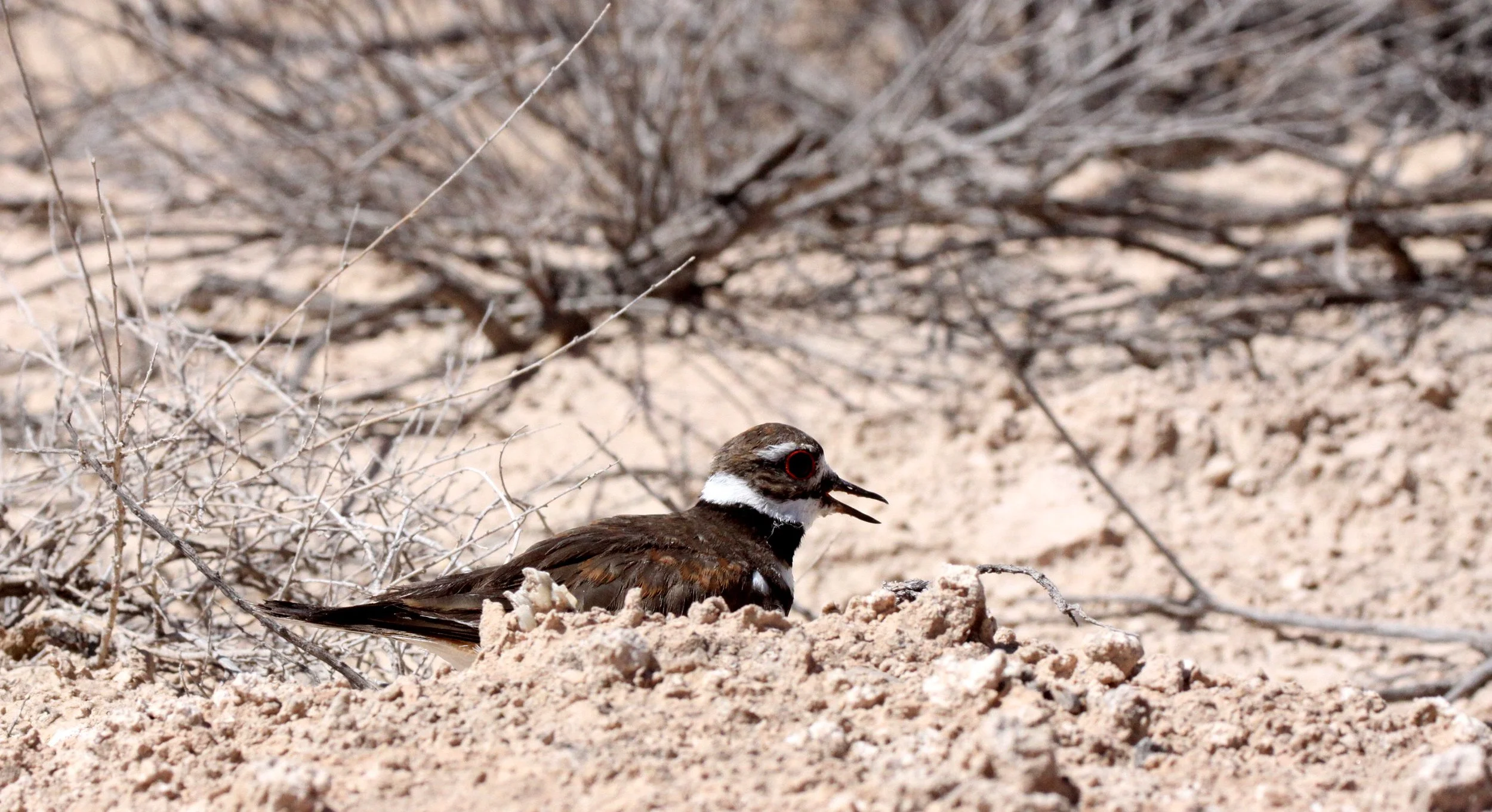 BIRD - KILLDEER - ALAMOGORDO NEW MEXICO - WETLANDS DUE SOUTH.JPG