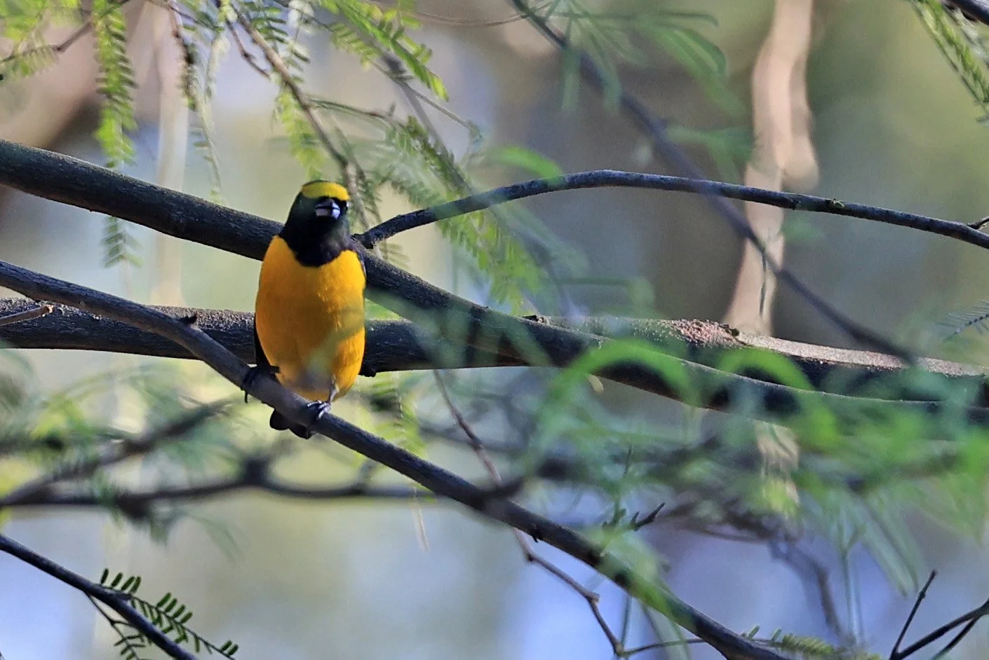 Purple-throated Euphonia (Euphonia chlorotica) Estancia Campo'i Paraguay