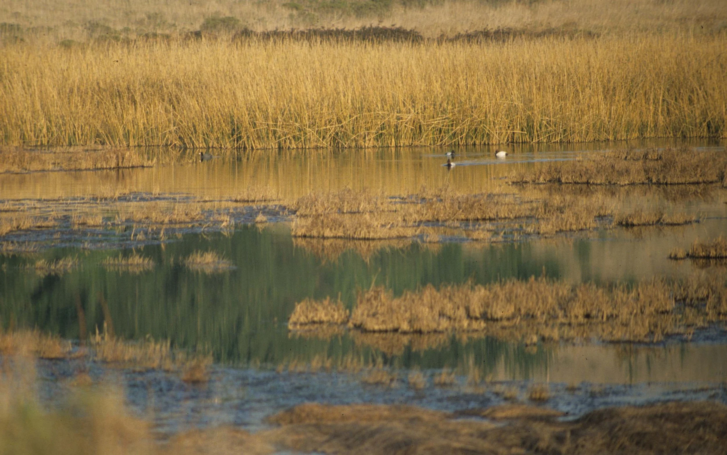 CALIFORNIA - POINT REYES - LIMANTOUR MARSH VIEW.jpg