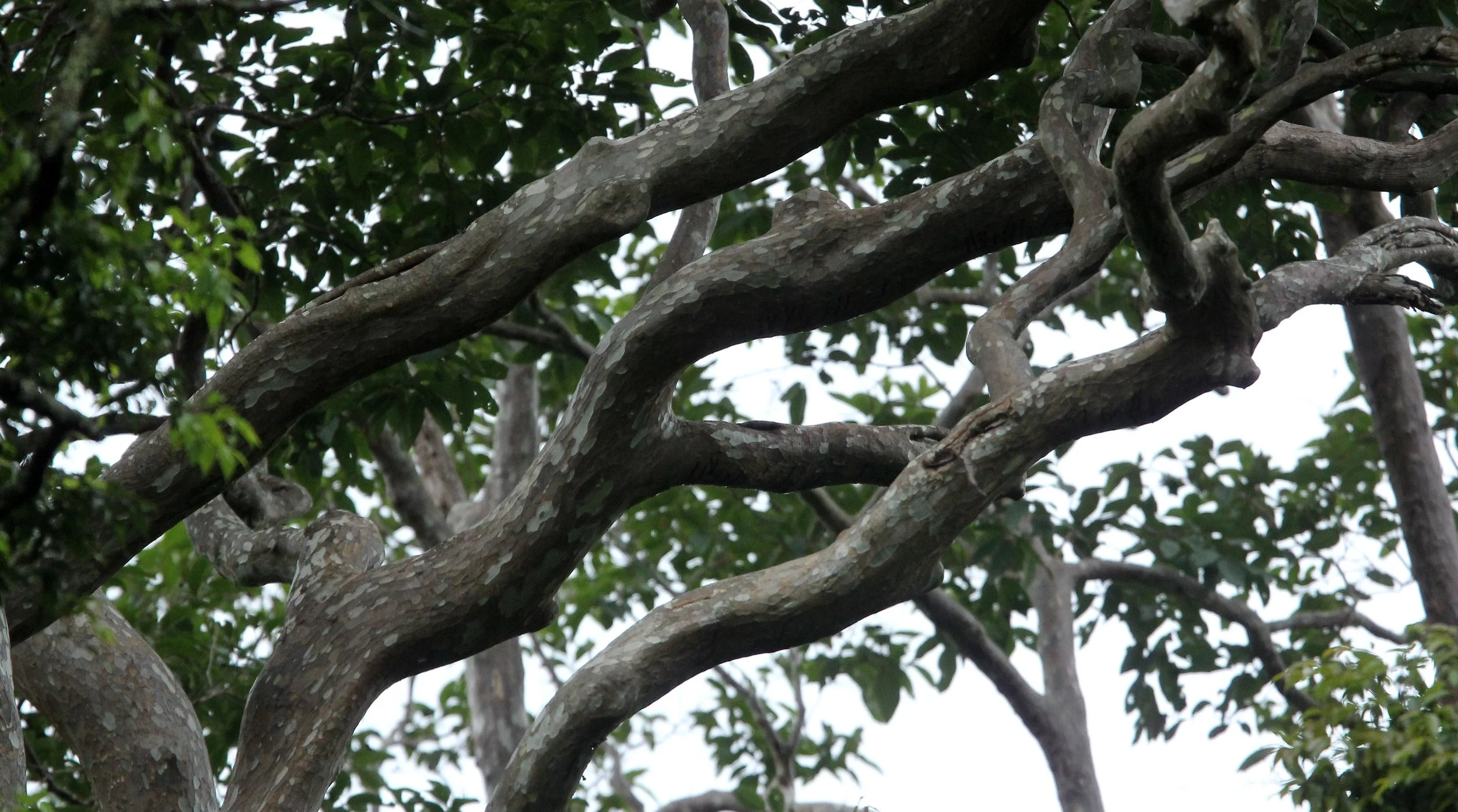 2017 Phu Khieo Wildlife Sanctuary  (19).JPG