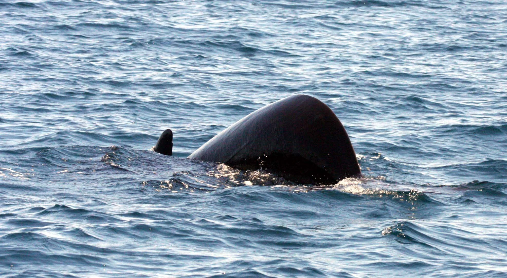 Globicephala macrorhynchus - SHORT-FINNED PILOT WHALE - ISLA CATALINA BAJA MEXICO - BAHIA LORETO (70).JPG