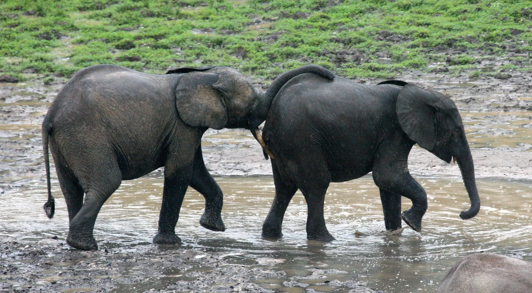 ELEPHANT - FOREST ELEPHANT - DZANGHA BAI - DZANGHA NDOKI NP - CENTRAL AFRICAN REPUBLIC (101).JPG