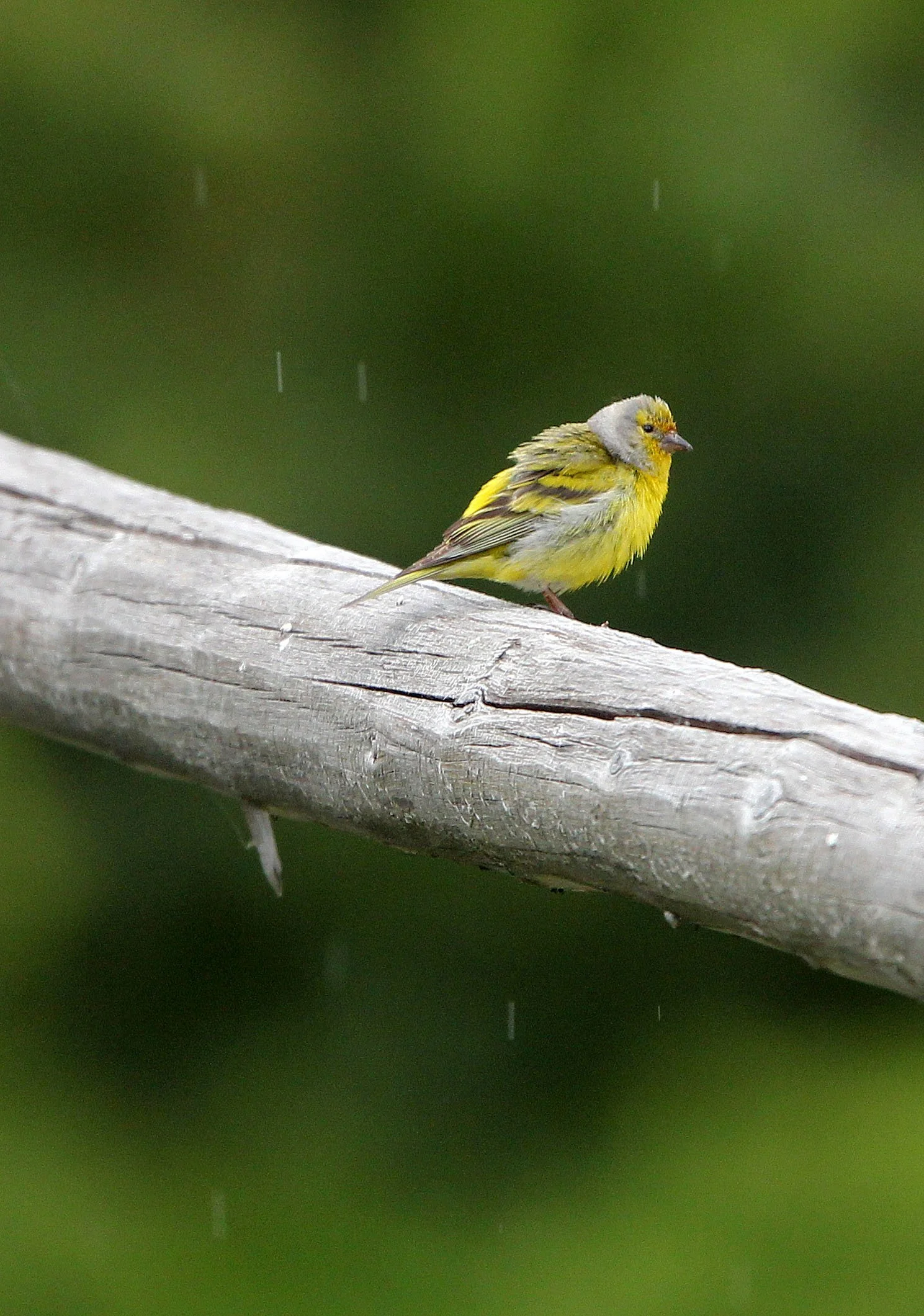 Citril Finch (Carduelis citrinella) Stelvio National Park, Italy (1).JPG