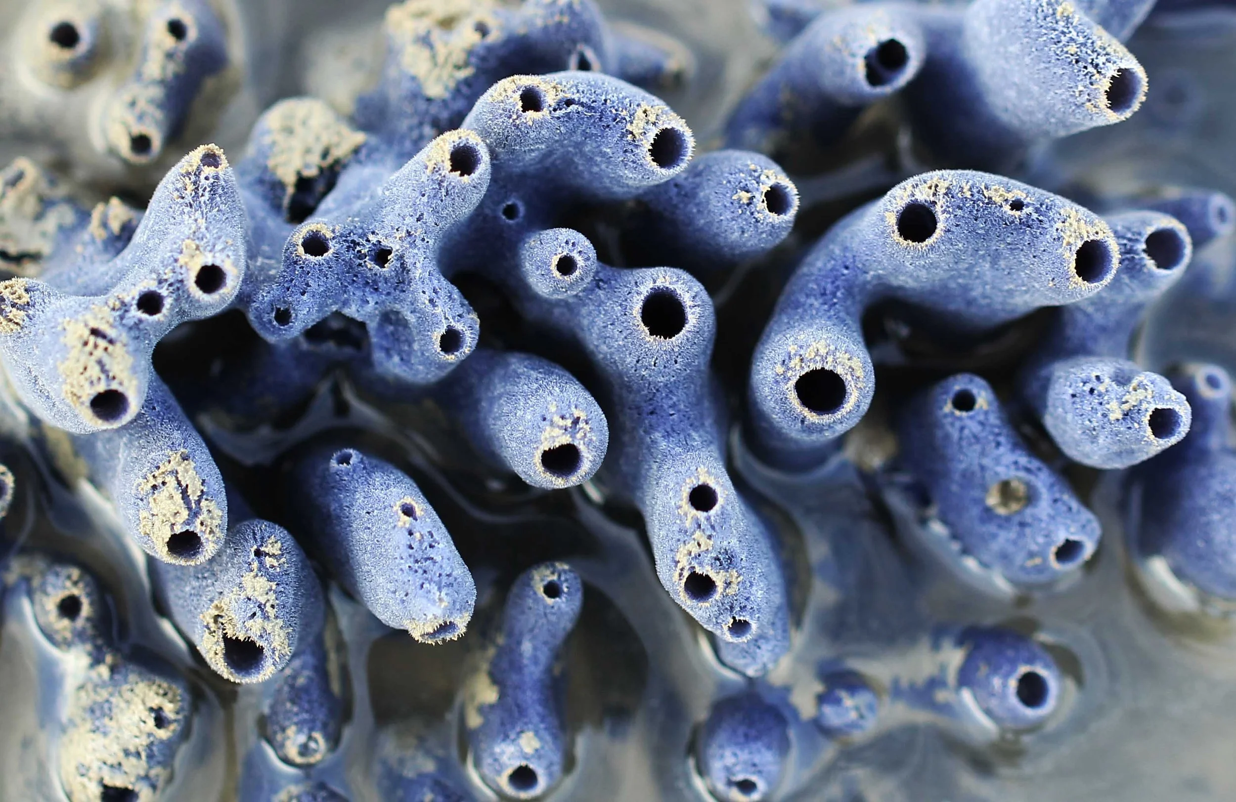 Phylum Porifera - Sponges — Coke Smith Wildlife