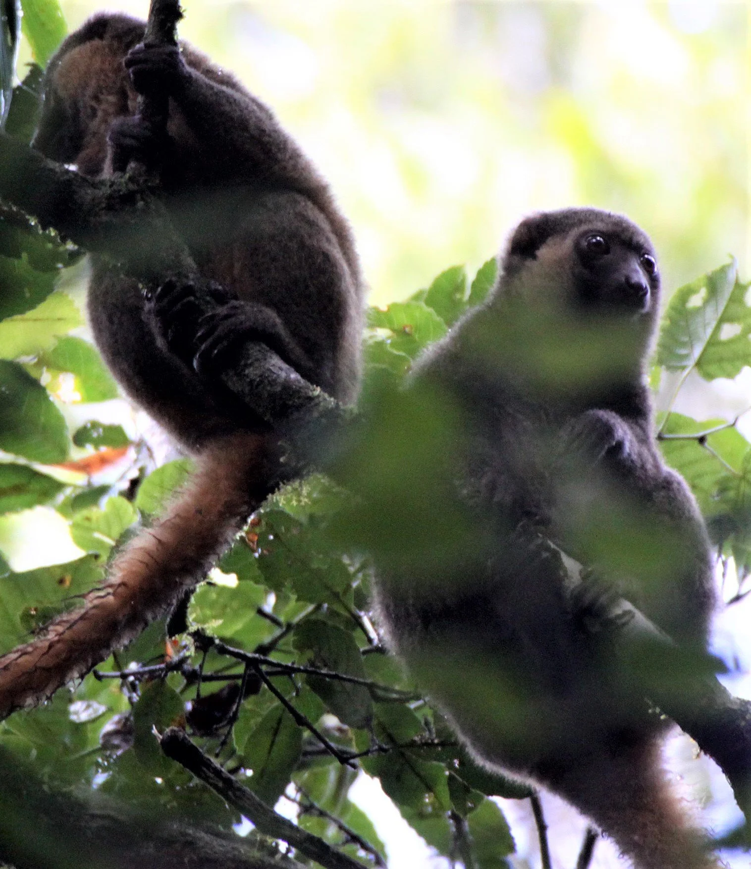 LEMURIDAE - Hapalemur aureus - GOLDEN BAMBOO LEMUR - RANOMAFANA NATIONAL PARK MADGASCAR aa1.jpg