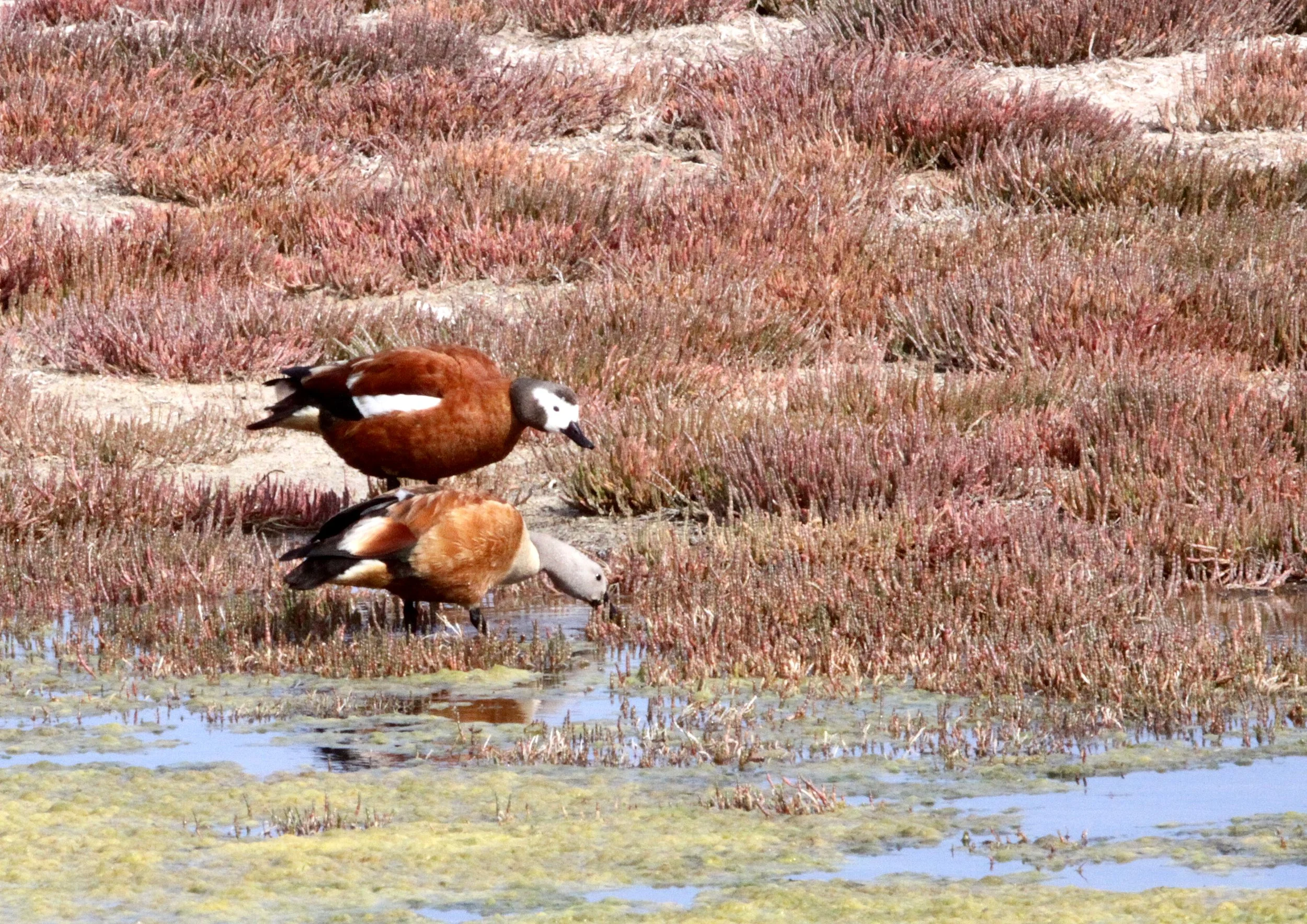 SHELDUCK - SOUTH AFRICAN SHELDUCK - Tadorna tadornoides - ELAND'S BAY SOUTH AFRICA (1).JPG