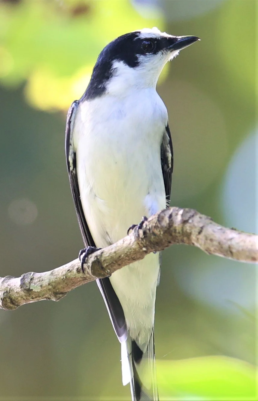 Ashy Minivet (Pericrocotus divaricatus)