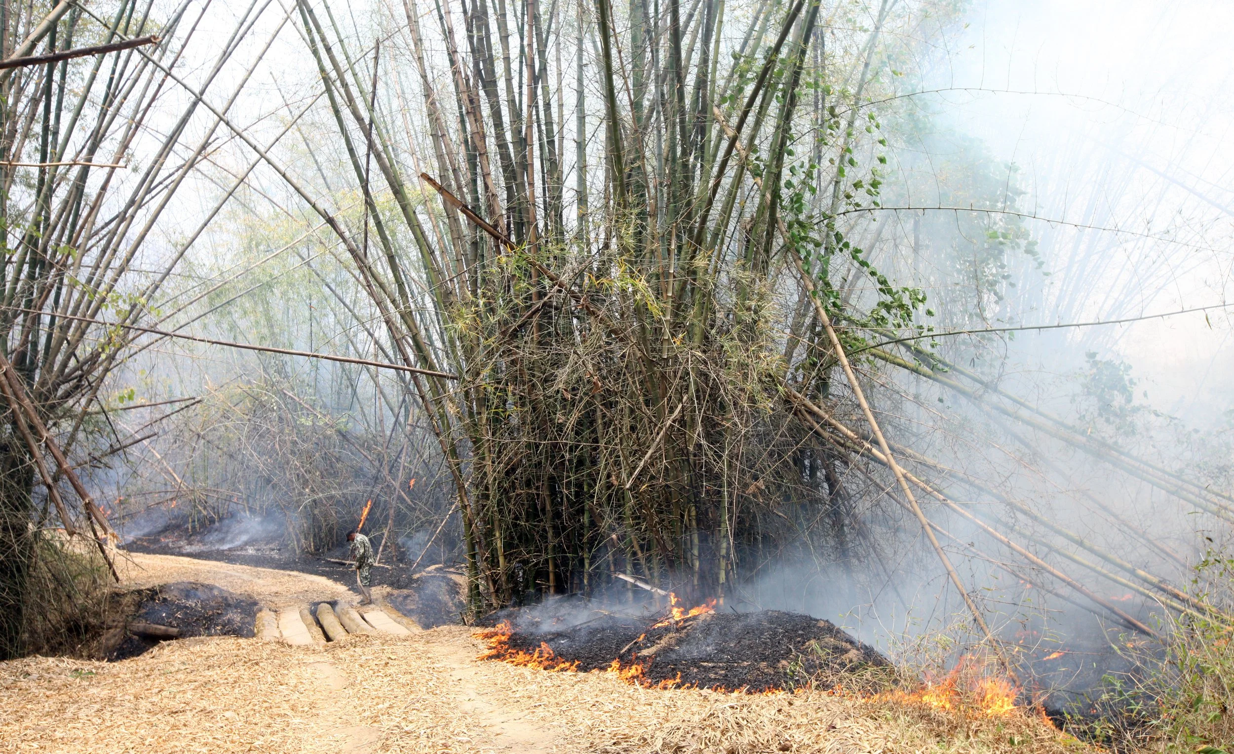 2015 Huai Mai Dee Huai Kha Khaeng Wildlife Refute (57).JPG