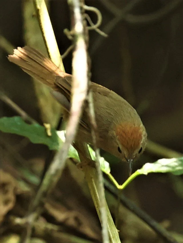 TIT-BABBLER - PIN-STRIPED TIT-BABBLER - Mixornis gularis - KRUNG CHING, KHAO LUANG NP NST, APRIL 2022 (2).jpg