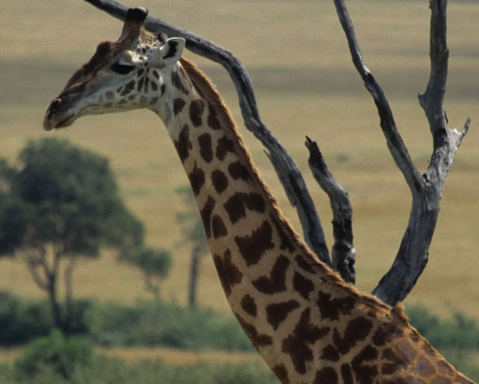 GIRAFFE-MASAI-SERENGETI 21A.jpg