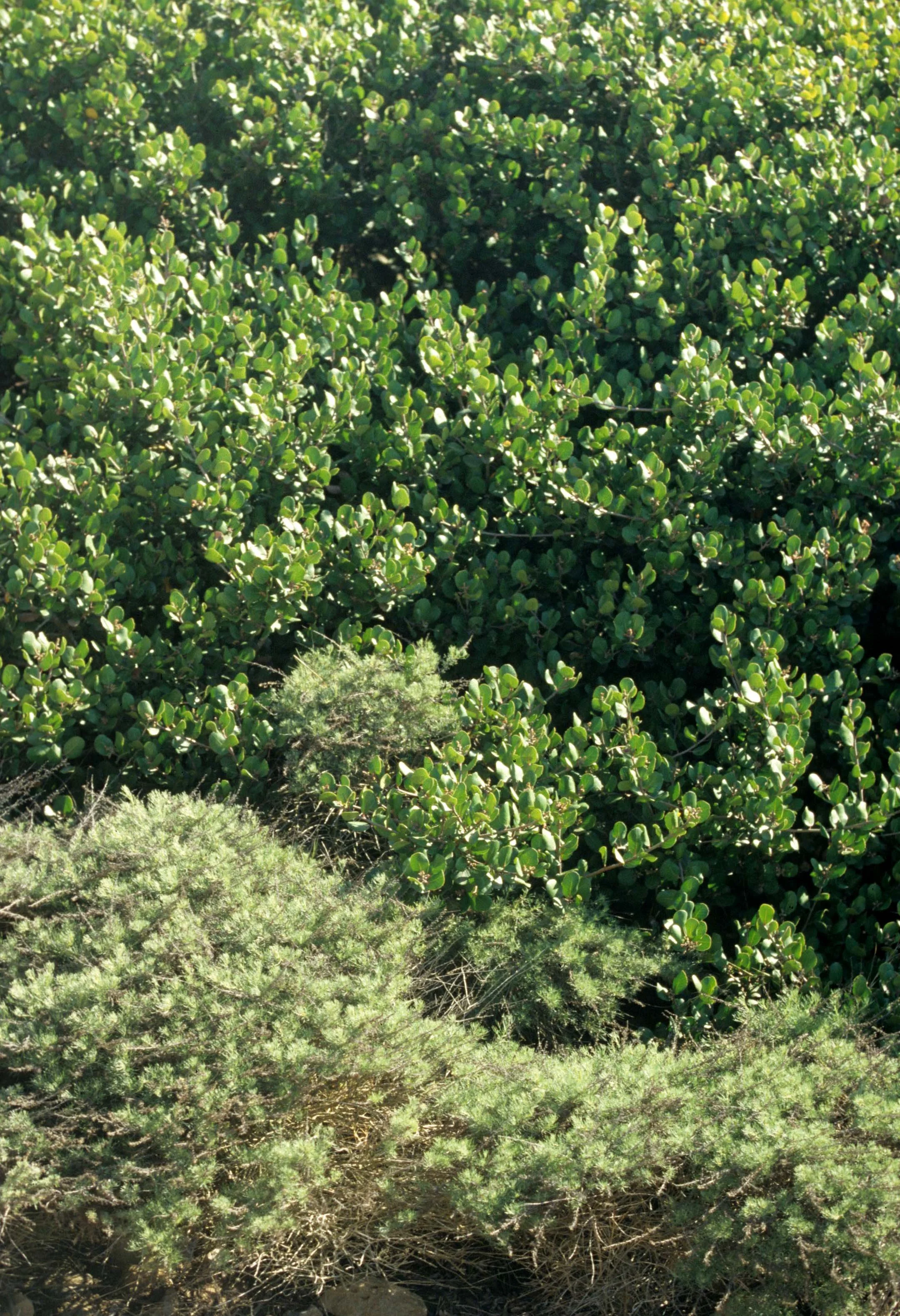 CALIFORNIA - CORONADO NP - SAN DIEGO - ARCTOSTAPHYLOS SPECIES.jpg