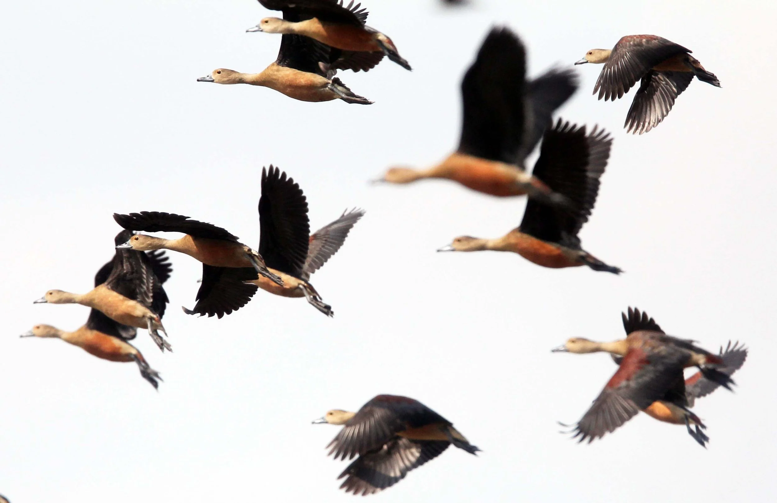 DUCK - LESSER WHISTLING DUCK  - Dendrocygna javanica - THALE NOI WATERBIRD PARK - PHATTHALUNG (32).JPG
