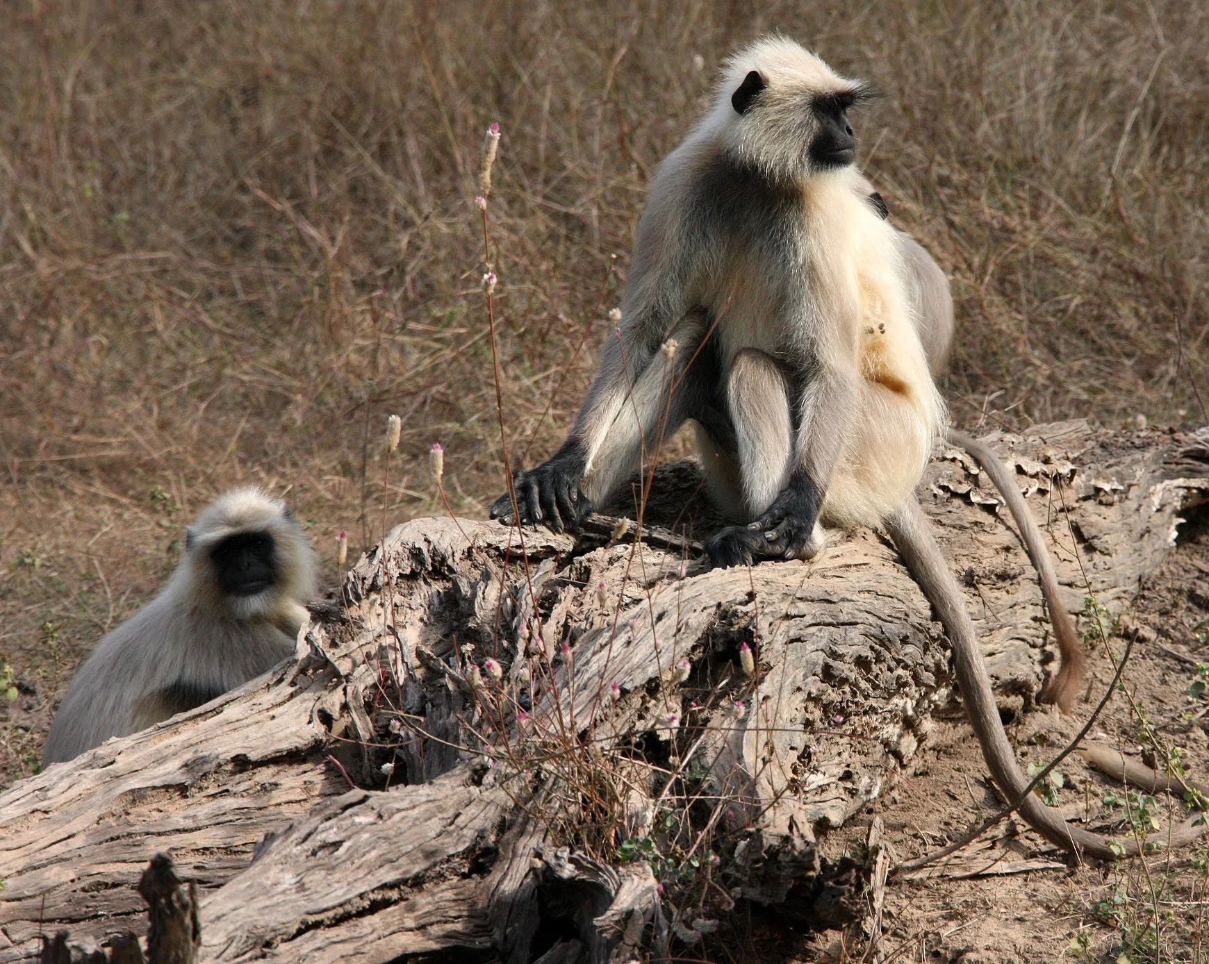 CERCOPITHECIDAE - Semnopithecus entellus - BENGAL SACRED (HANUMAN NORTHERN PLAINS GREY) LANGUR - BANDHAVGAR NATIONAL PARK MADHYA PRADESH INDIA (48).JPG