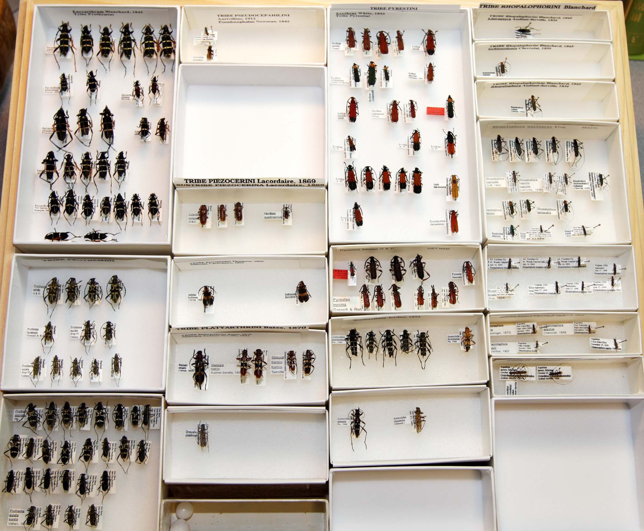 21 Prothemini - Rhopalophorini.JPG