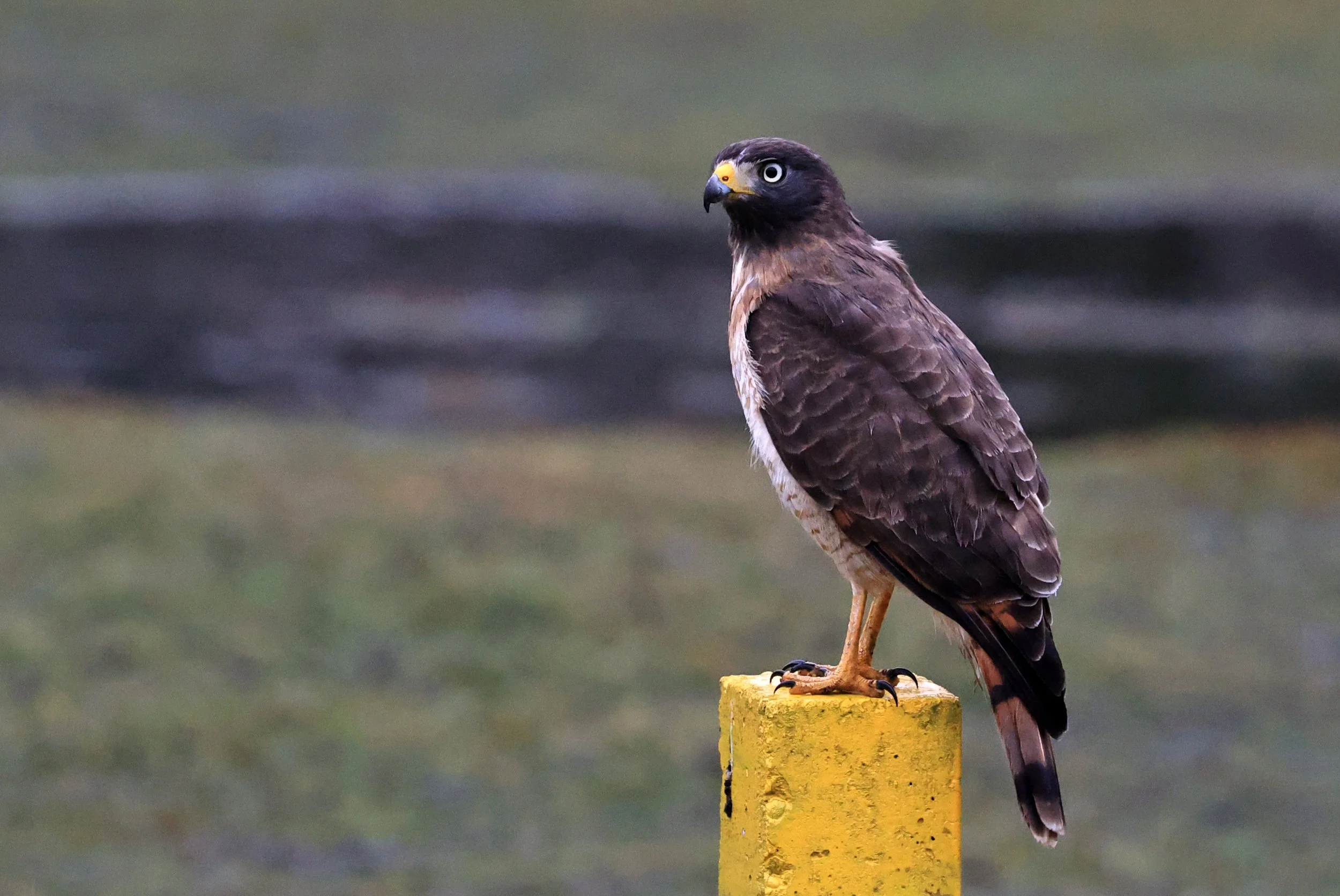 Roadside Hawk (Rupornis magnirostris) El Palmar National Park, Entre Rios, Argentina (7).jpg