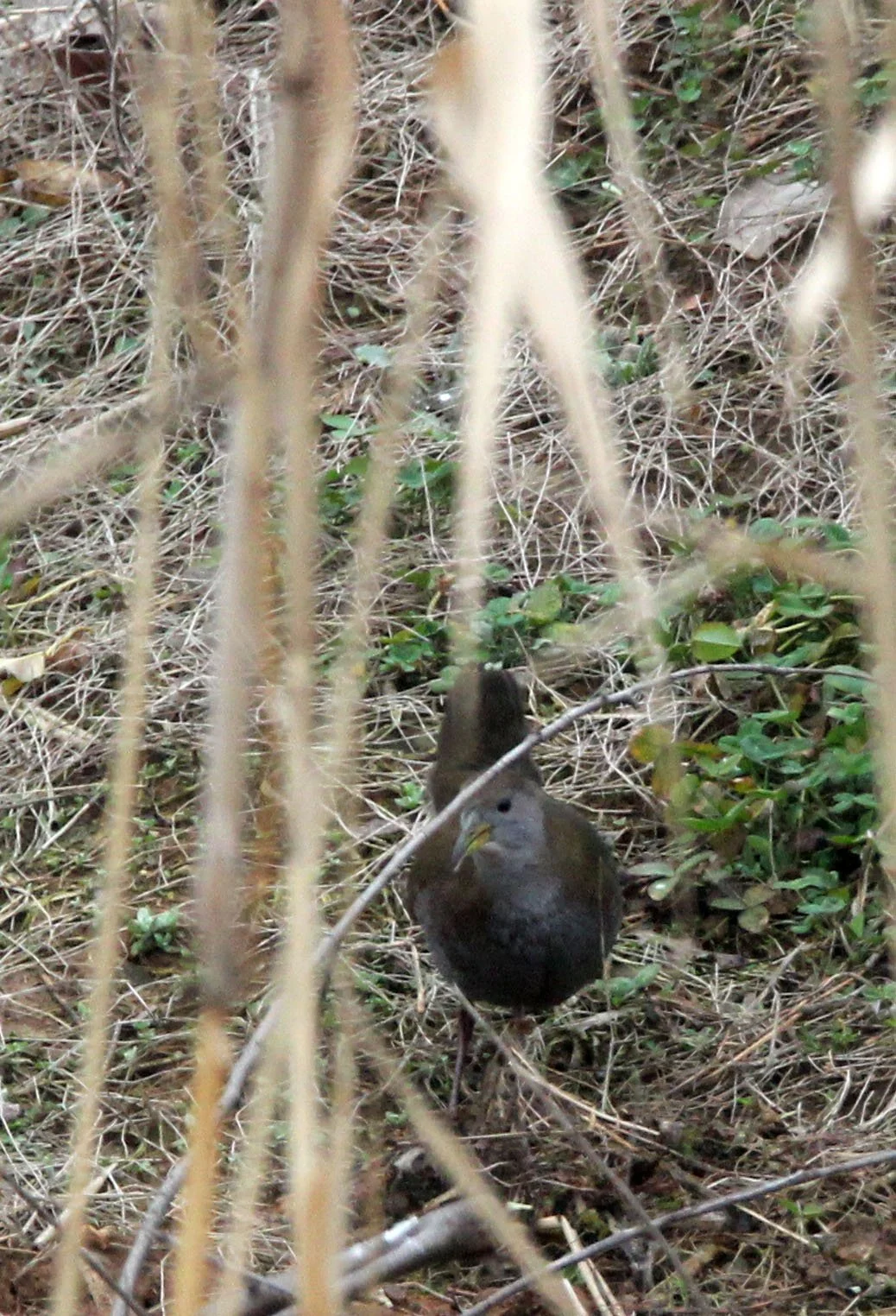 Brown Crake (Zapornia akool) Poyang Lak Jiangxi Province China