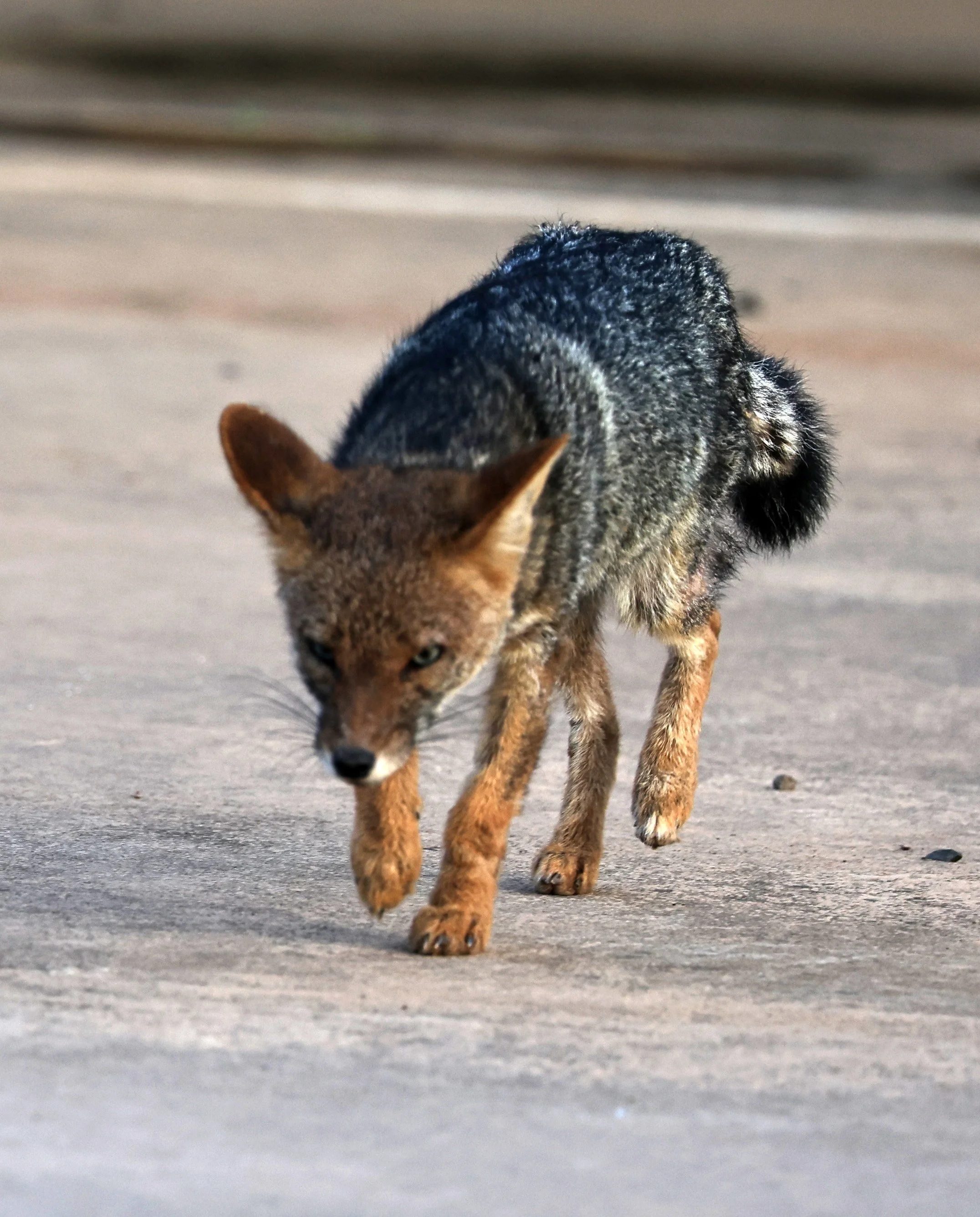 Pampas Fox (Lycalopex gymnocercus) Neuland Mennonite Colony Paraguay (6).jpg