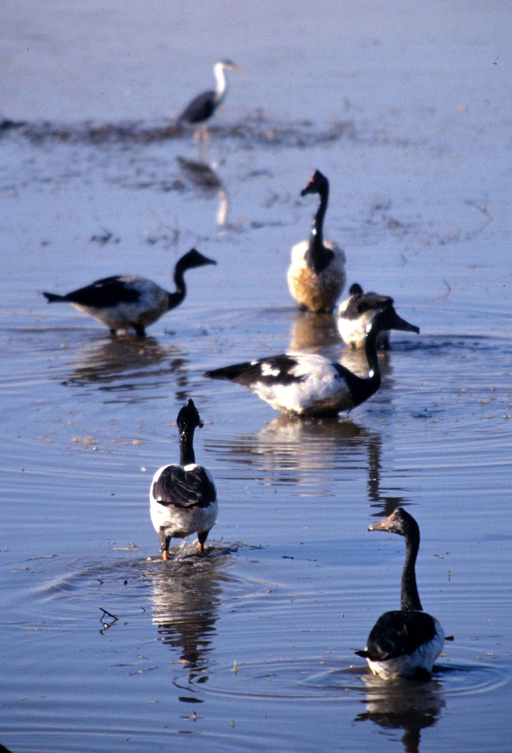 BIRD - GOOSE - MAGPIE GOOSE - KAKADU NP E.jpg