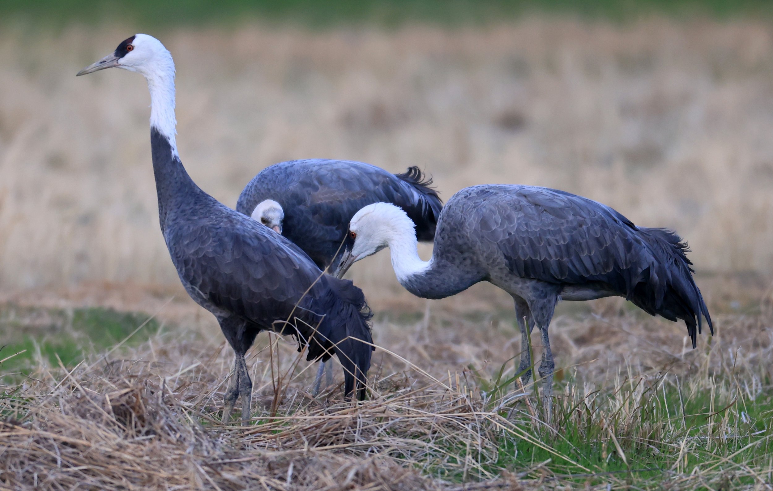 Hooded Crane (Grus monacha) Izumi Crane Park & Center, Izumi Kagoshima Kyushu Japan (14).jpg