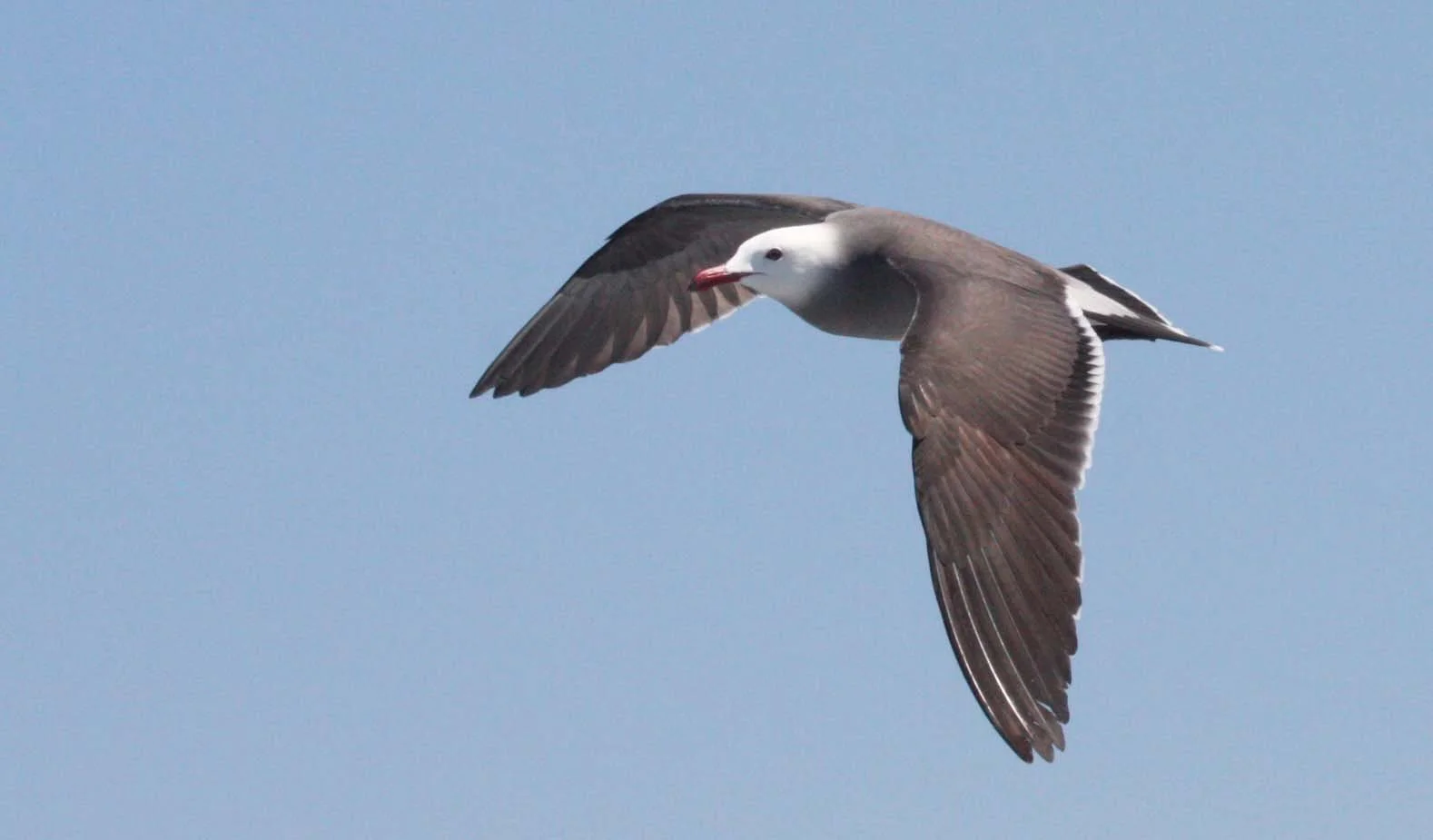BIRD - GULL - HEERMANS GULL - BAHIA DE LORETO MEXICO (7).JPG
