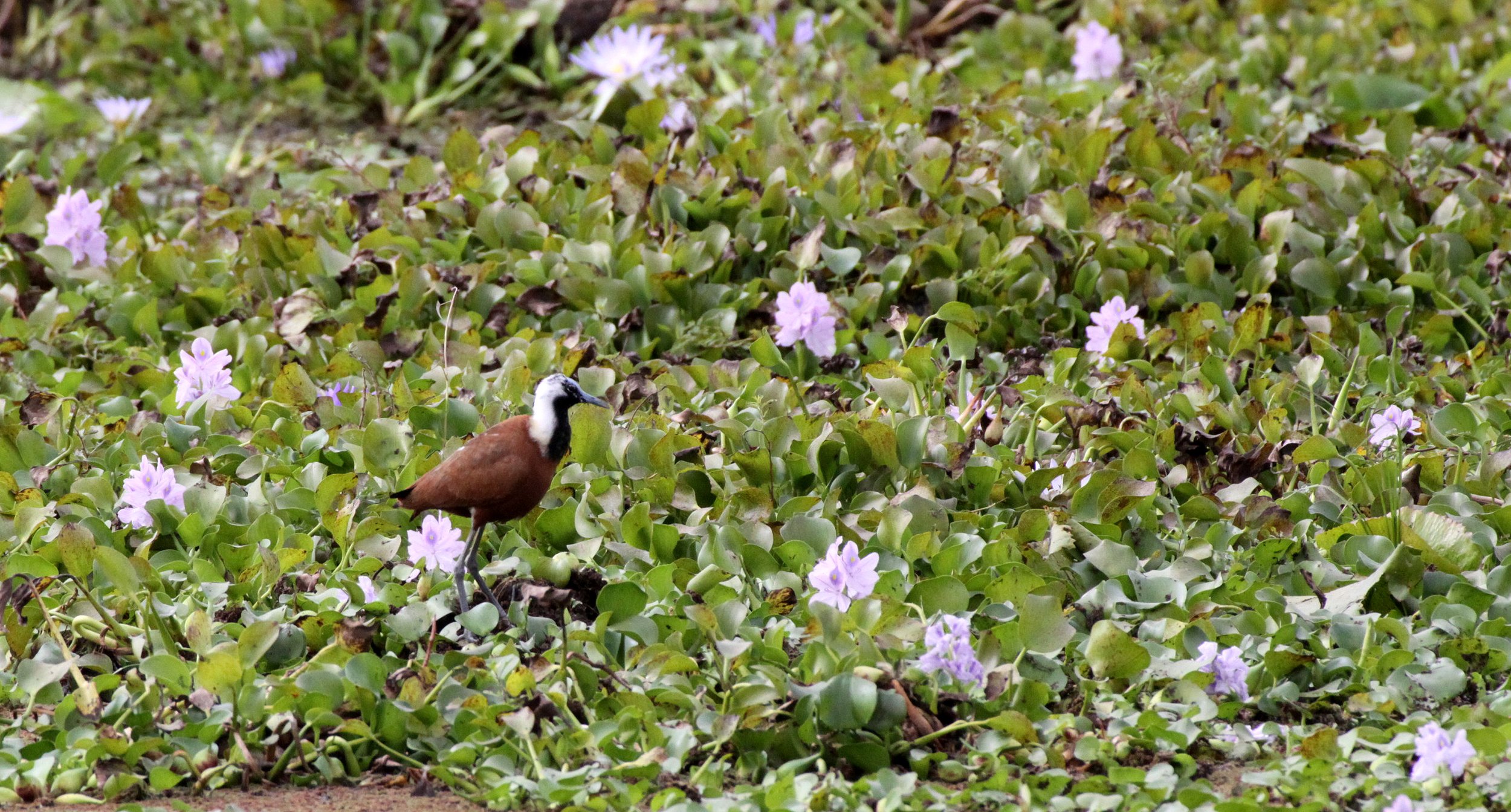 Jacana - Madagascar Jacana - Actophilornis albinucha - Kirindy National Park Madagascar (6).JPG
