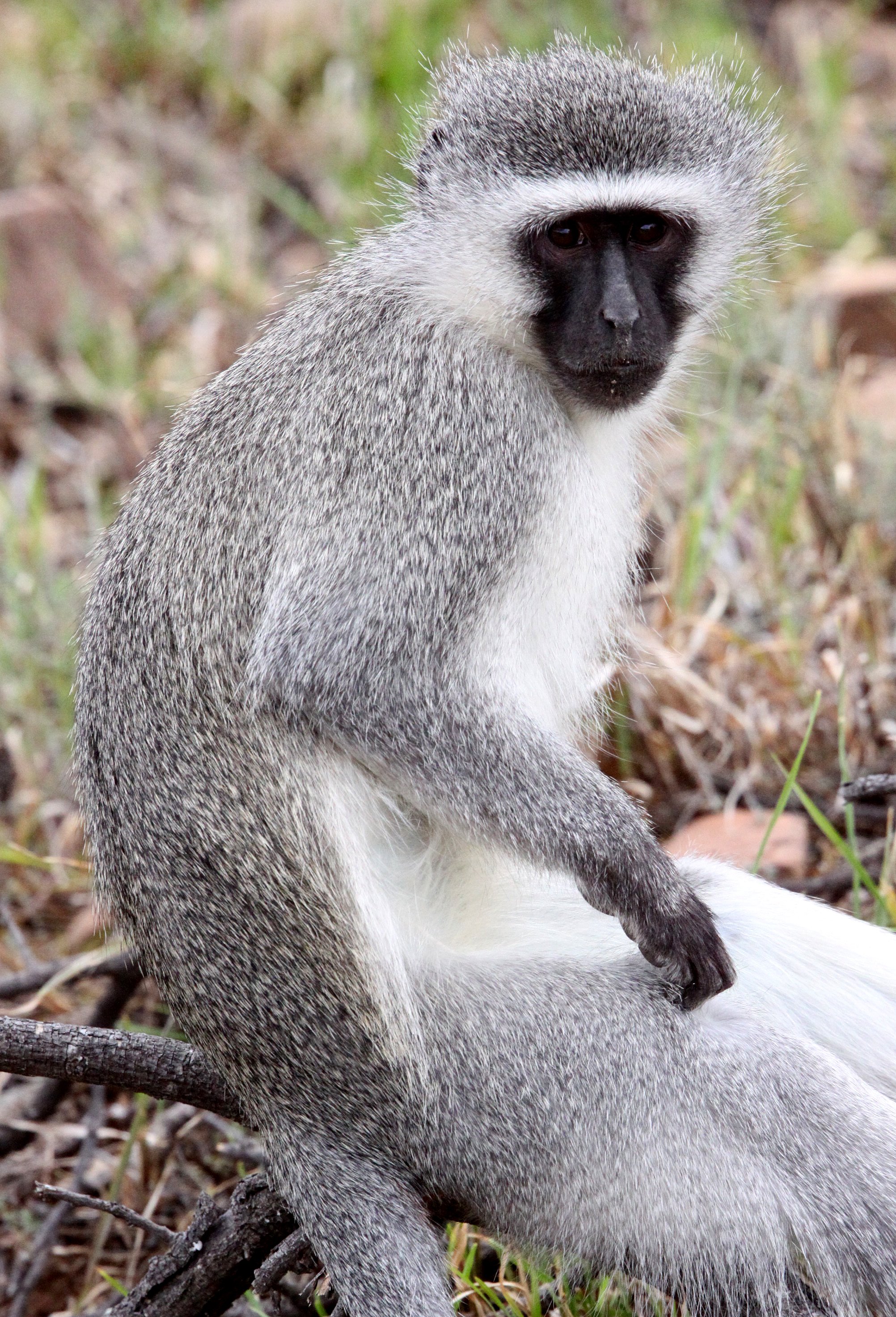 CERCOPITHECIDAE - Chlorocebus pygerythrus pygerythrus - BLACK-CHINNED VERVET MONKEY - MOUNTAIN ZEBRA  NATIONAL PARK SOUTH AFRICA (3).JPG