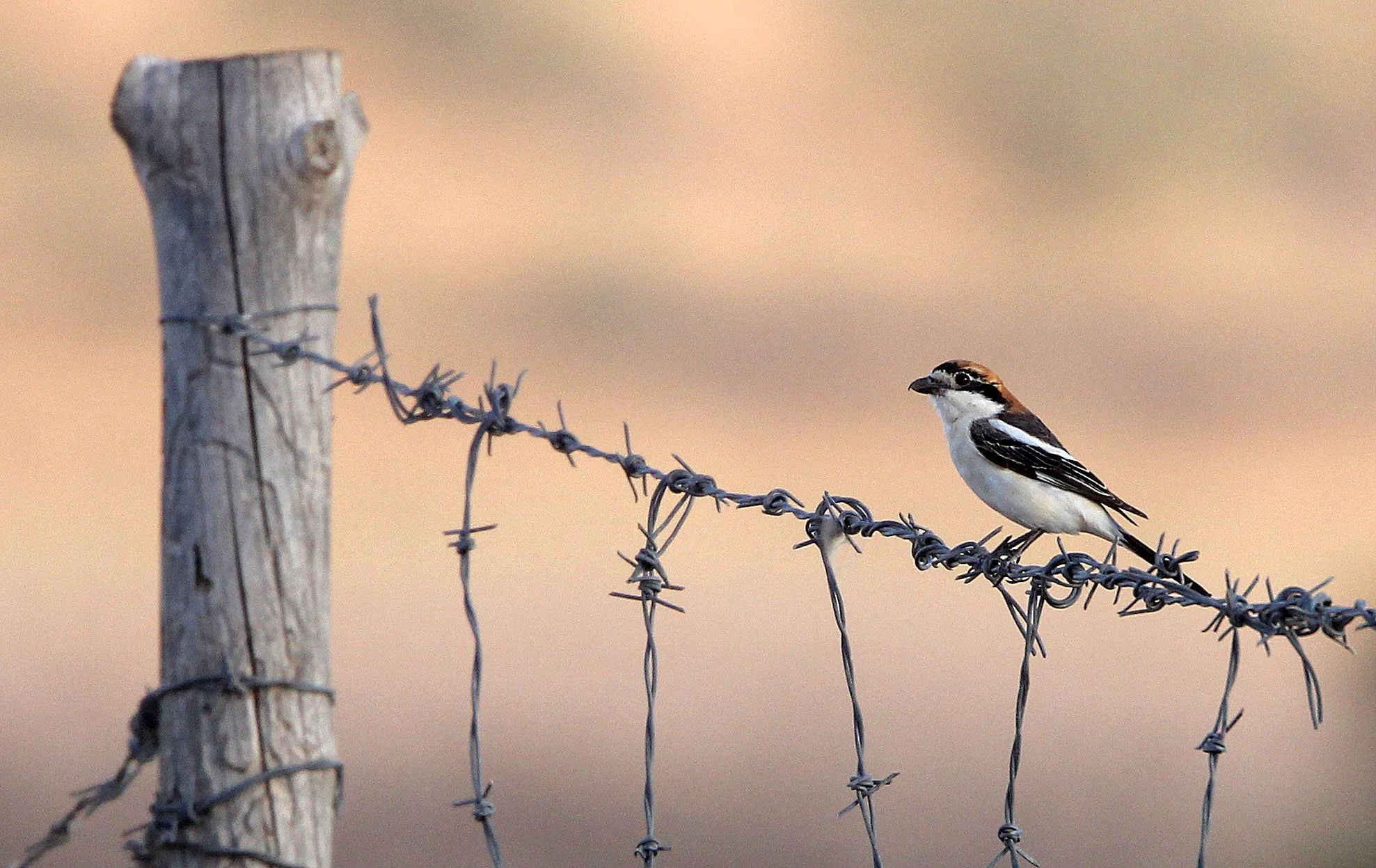Red-backed Shrike (Lanius collurio) Bouhedma NP Tunisia (1).JPG