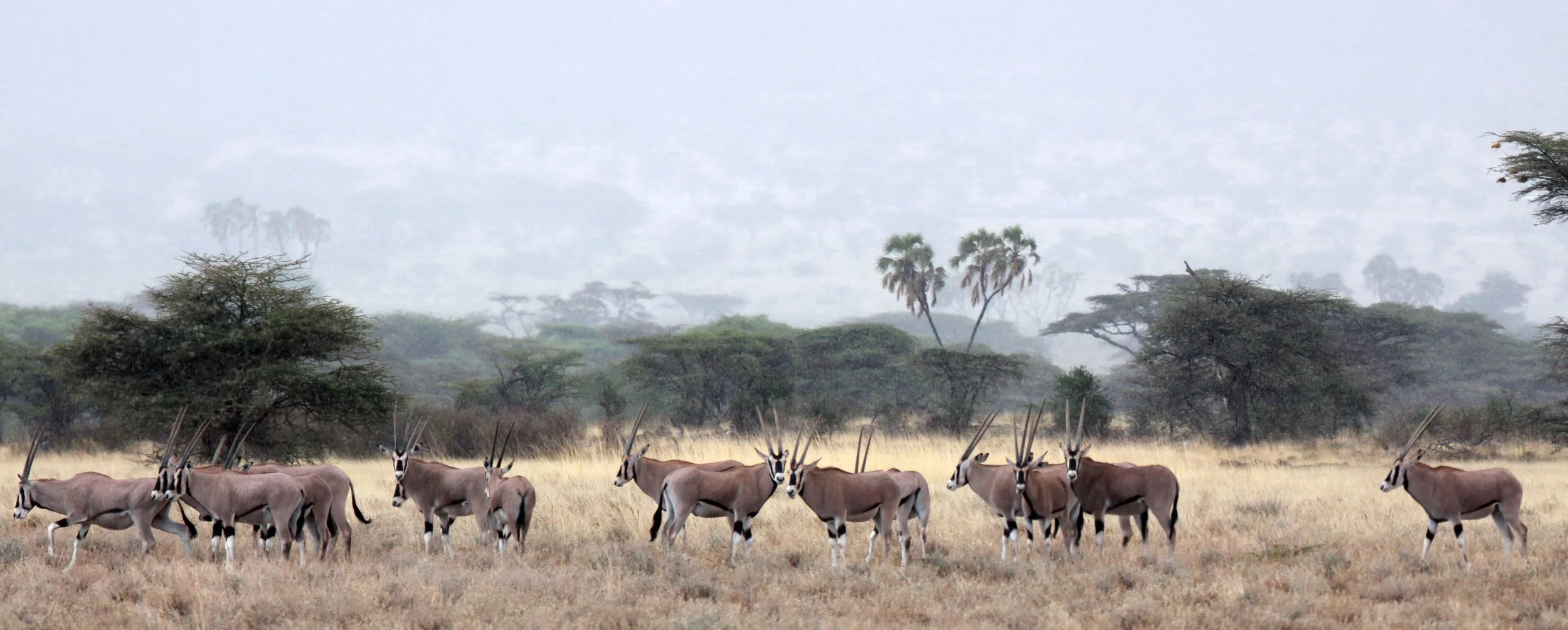 ORYX - GALLA ORYX - Oryx gallarum - BUFFALO SPRINGS RESERVE KENYA (8).JPG