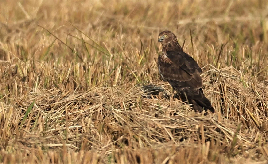 HARRIER - PIED HARRIER - Circus melanoleucos - PATHUM THANI RICE RESEARCH CENTER 11 DEC 2021 (30).jpg