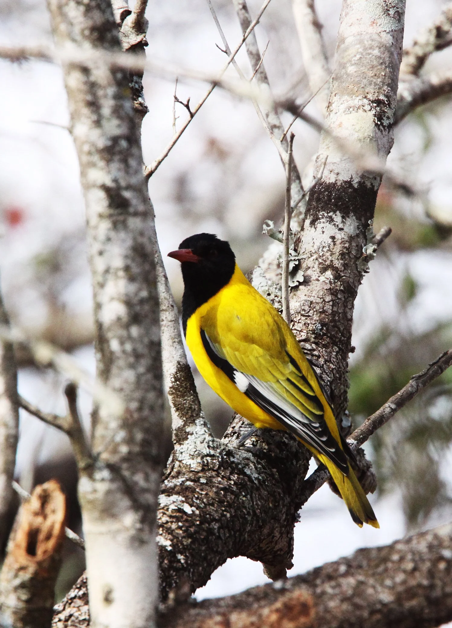 Eastern Black-headed Oriole (Oriolus larvatus) Imfolozi NP South Africa (1).JPG