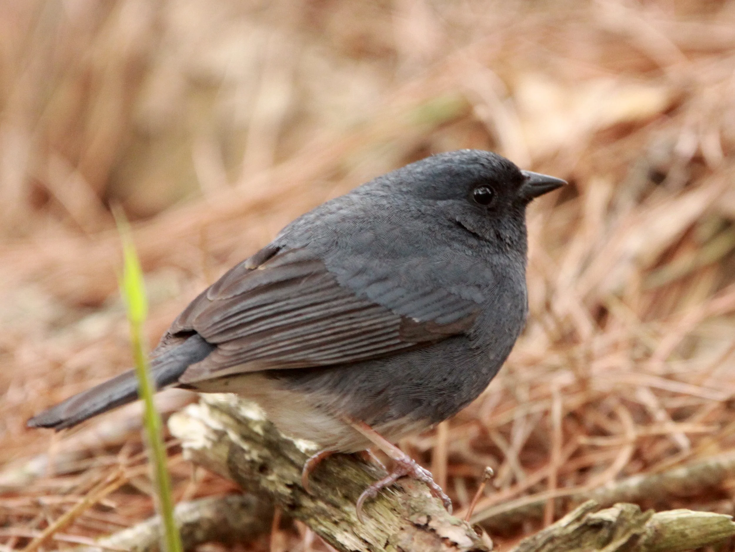 Slaty Bunting (Emberiza siemsseni) Huangshan NP Anhui China (2).JPG