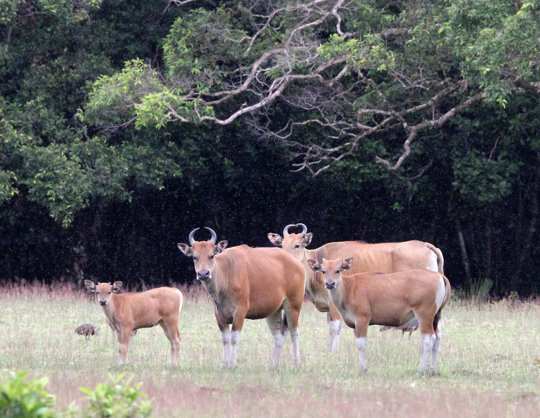 BANTENG - JAVA BANTENG - Bos javanicus javanicus - UJUNG KULON NATIONAL PARK JAVA BARAT INDONESIA (49).JPG