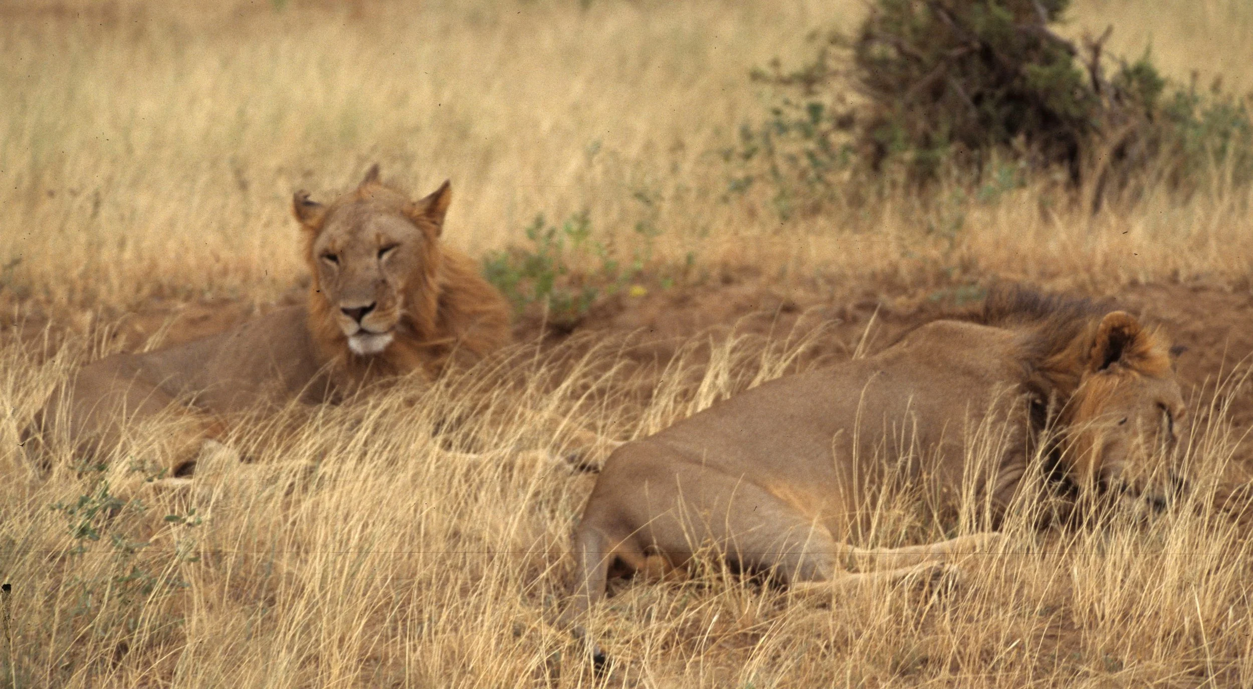FELID - LION - SHABA (10).jpg
