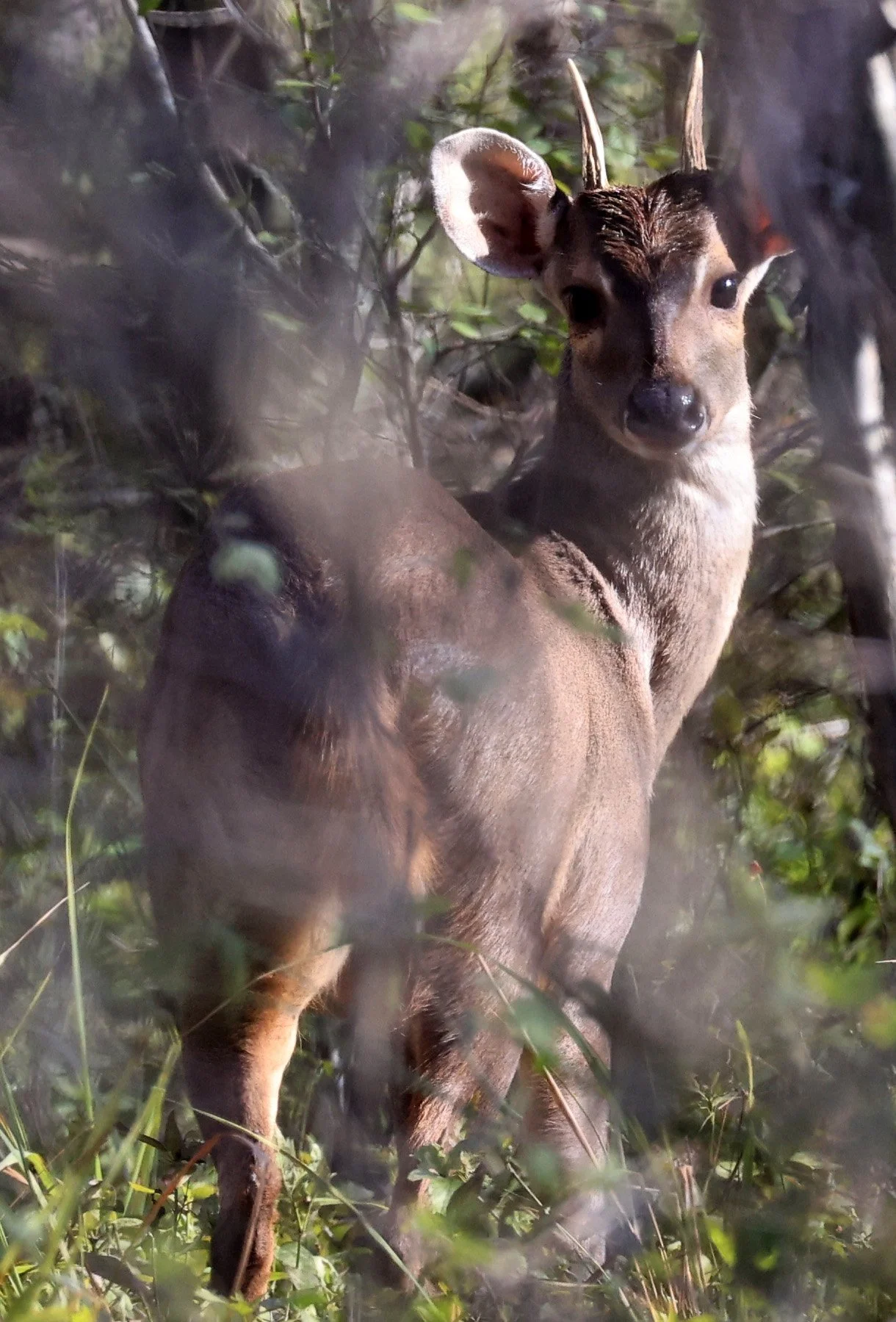 Southern Brown Brocket (Subulo gouazoubira) Selva Serena Natural Reserve (41).jpg