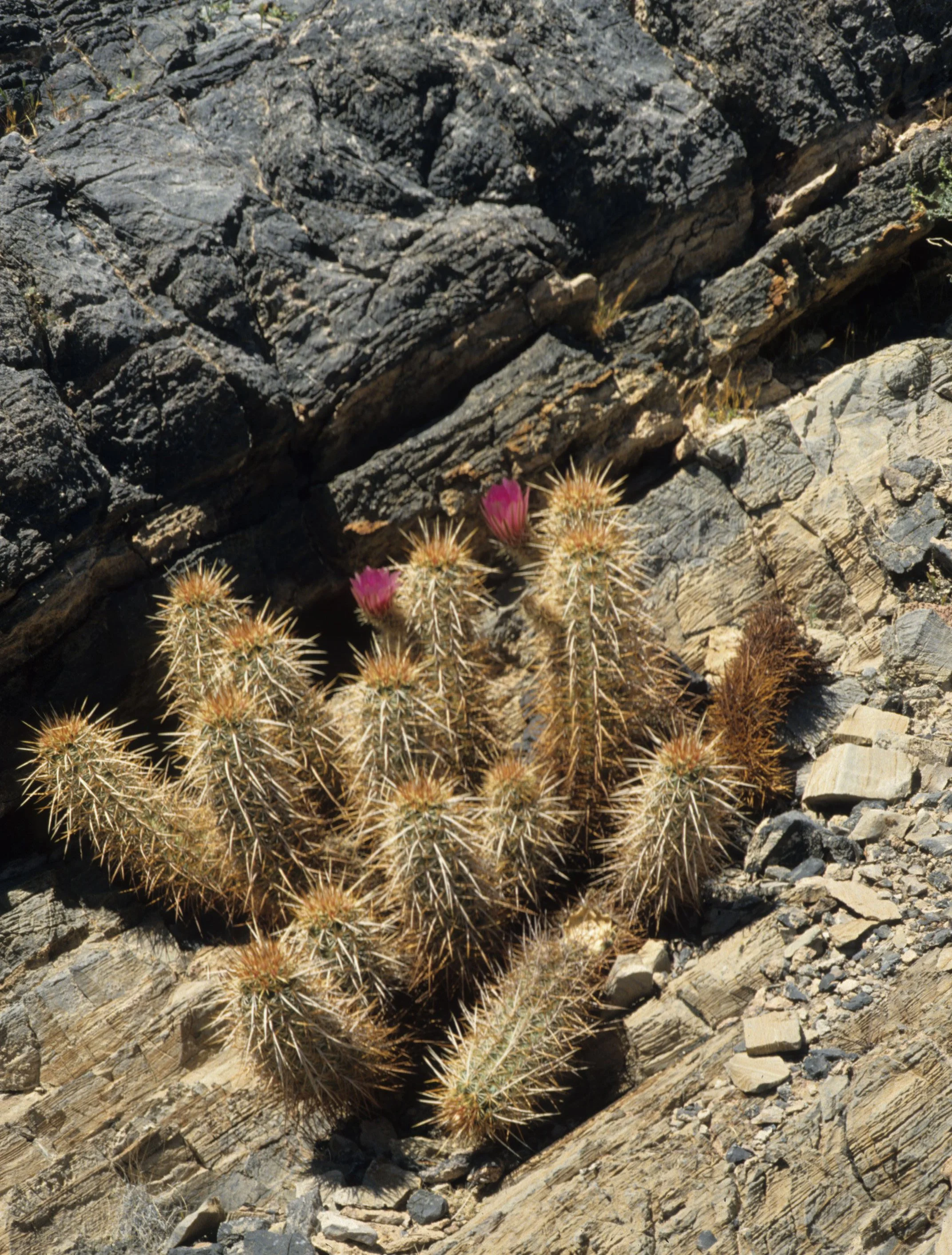 DEATH VALLEY - ECHINOCEREUS ENGELMANNII - ENGALMANS CHOLLA.jpg